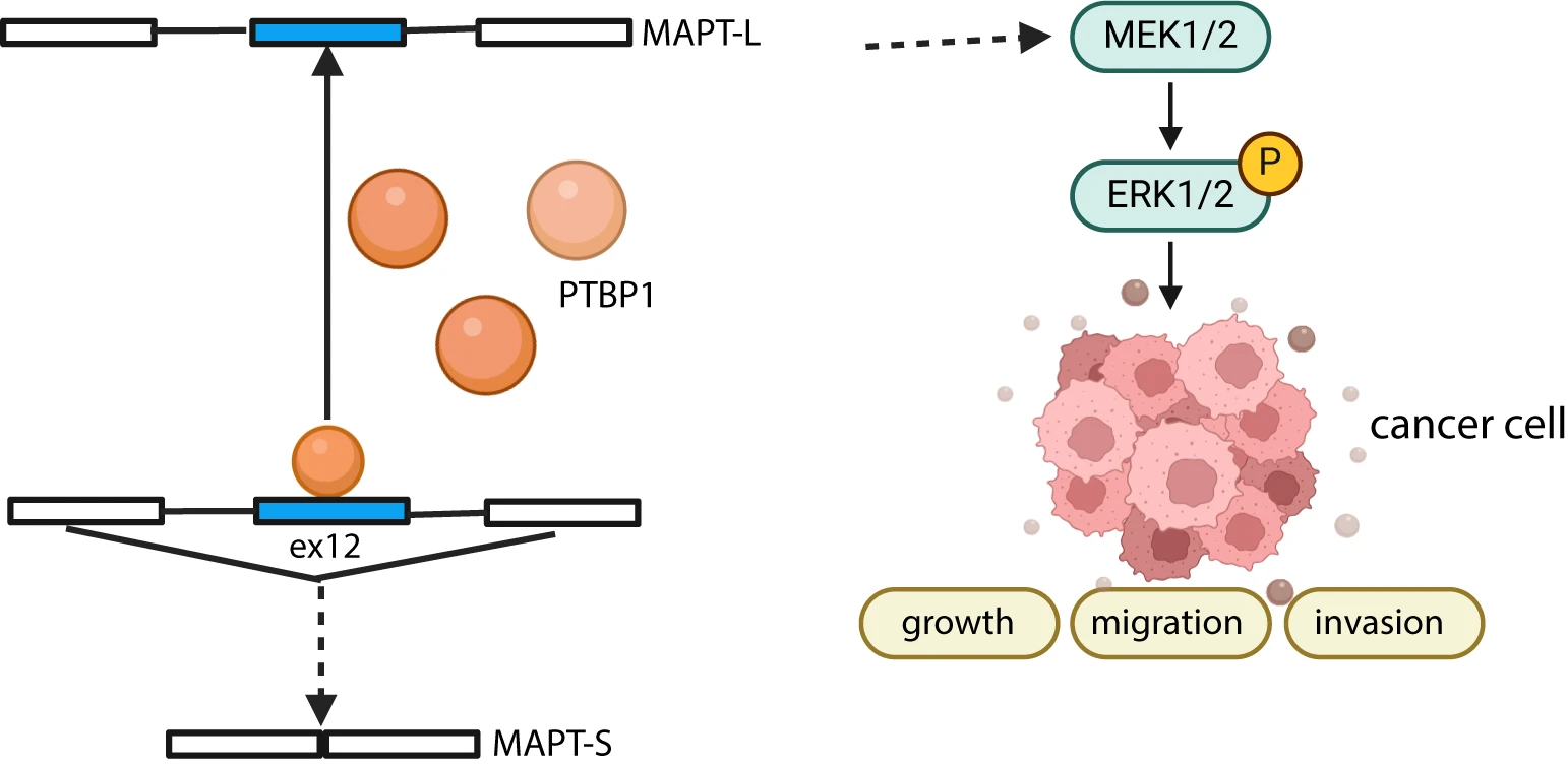 Splicing factor PTBP1 promotes hepatocarcinogenesis via oncogenic splice-switching of MAPT