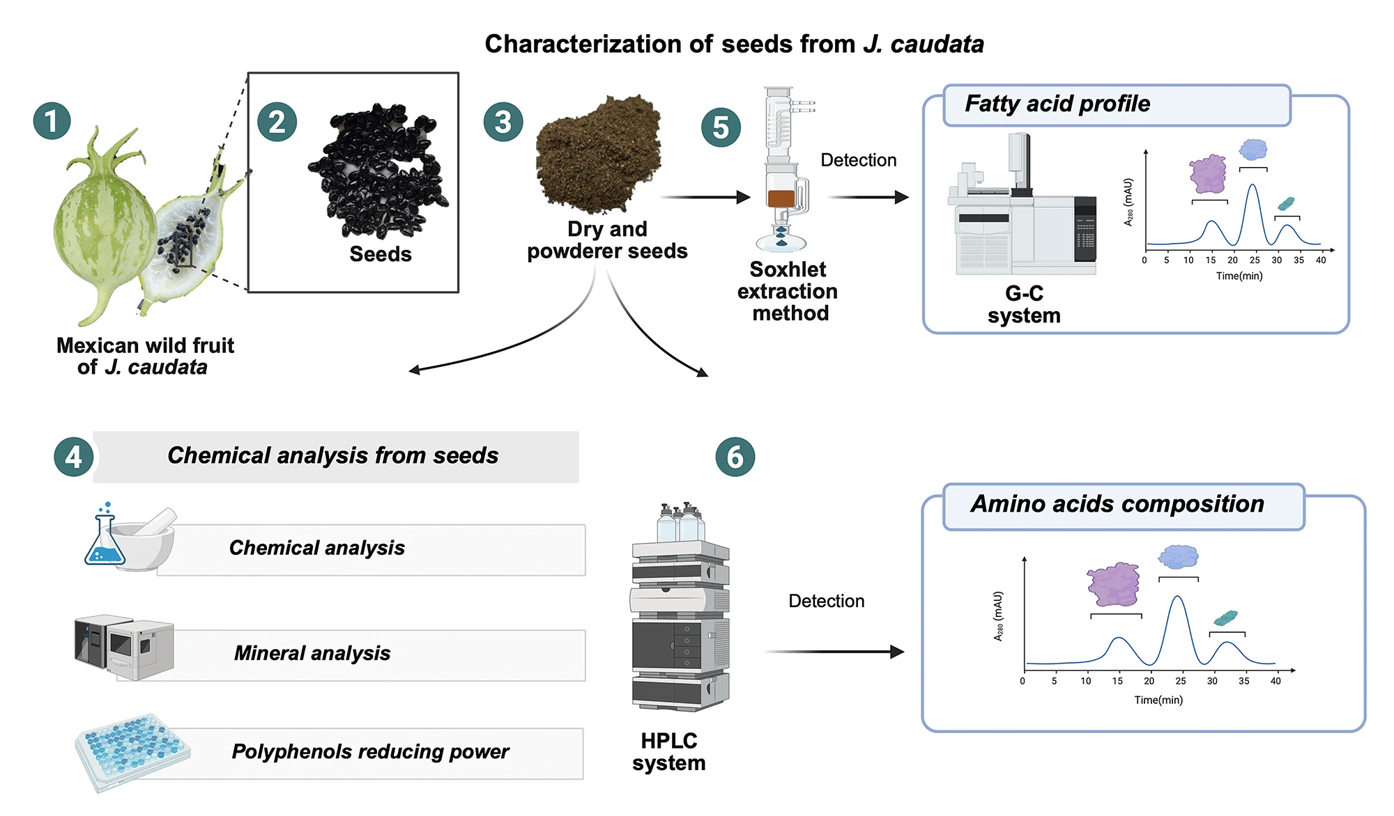 Chemical Characterization of <i>Jarilla caudata</i> Seeds from Mexico