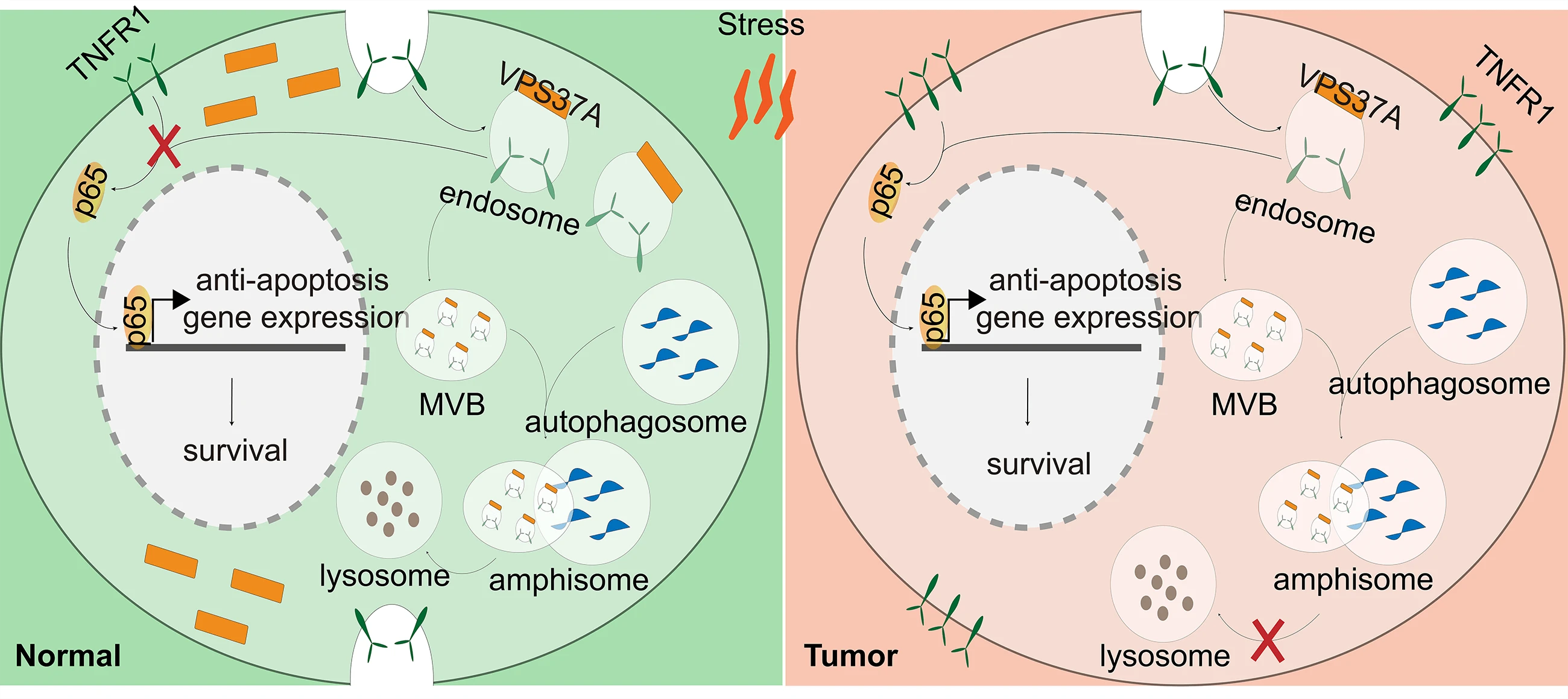 VPS37A Activates the Autophagy-Lysosomal Pathway for TNFR1 Degradation and Induces NF-<b>κ</b>B-Regulated Cell Death under Metabolic Stress in Colorectal Cancer