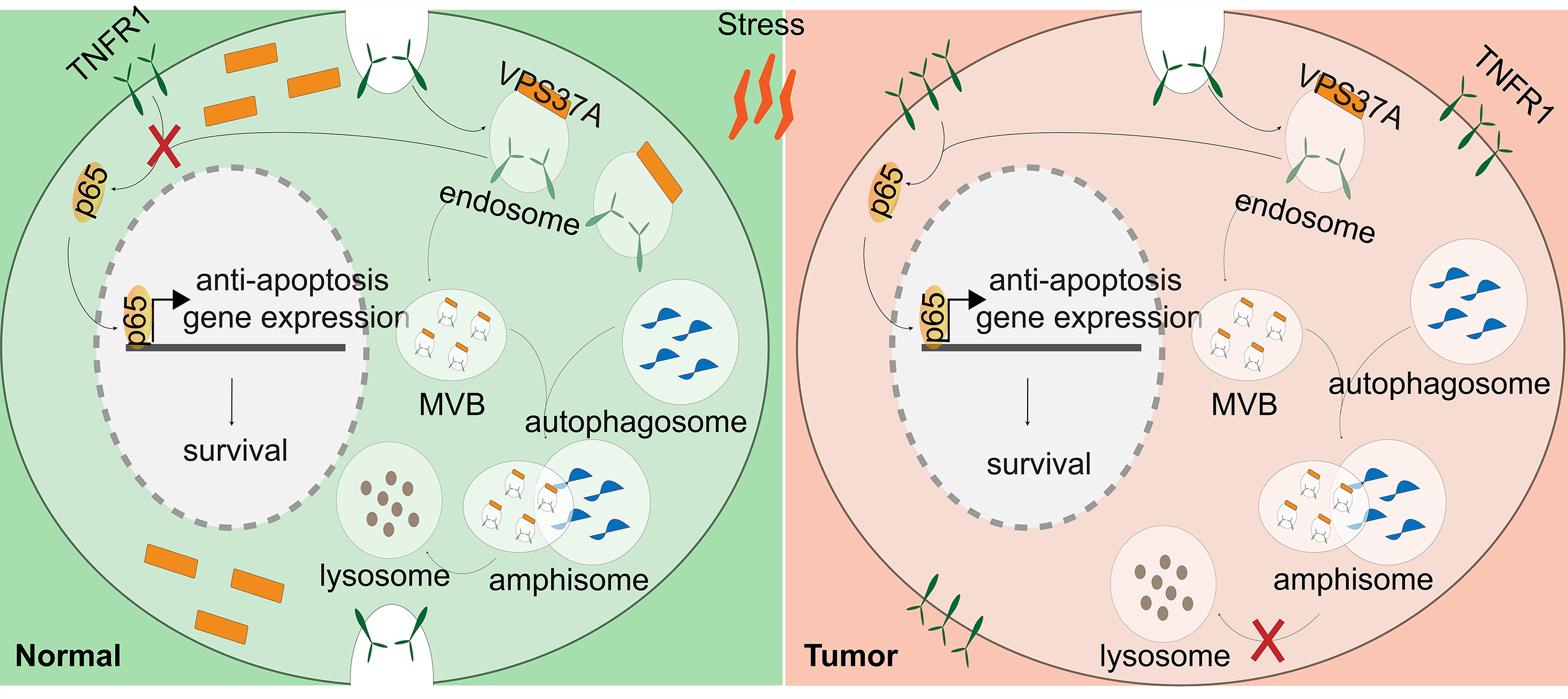 VPS37A Activates the Autophagy-Lysosomal Pathway for TNFR1 Degradation and Induces NF-<b>κ</b>B-Regulated Cell Death under Metabolic Stress in Colorectal Cancer