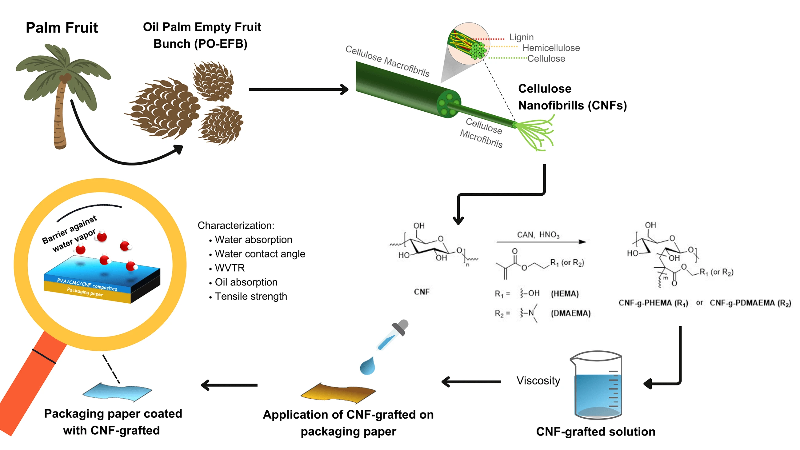 Grafting Modification of Cellulose Nanofibril with 2-(N,N-Dimethylamino) Ethyl Methacrylate and 2-Hydroxyethyl Methacrylate as a Barrier-Improved Coating for Paper-Based Food Packaging