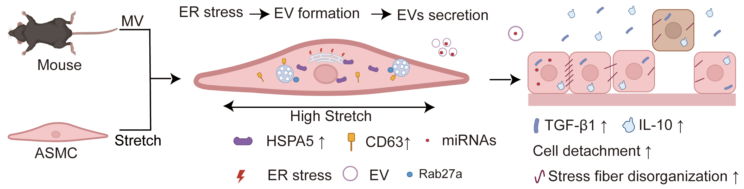 Stretch Enhances Secretion of Extracellular Vehicles from Airway Smooth Muscle Cells via Endoplasmic Reticulum Stress Signaling in Relation to Ventilator-Induced Lung Injury