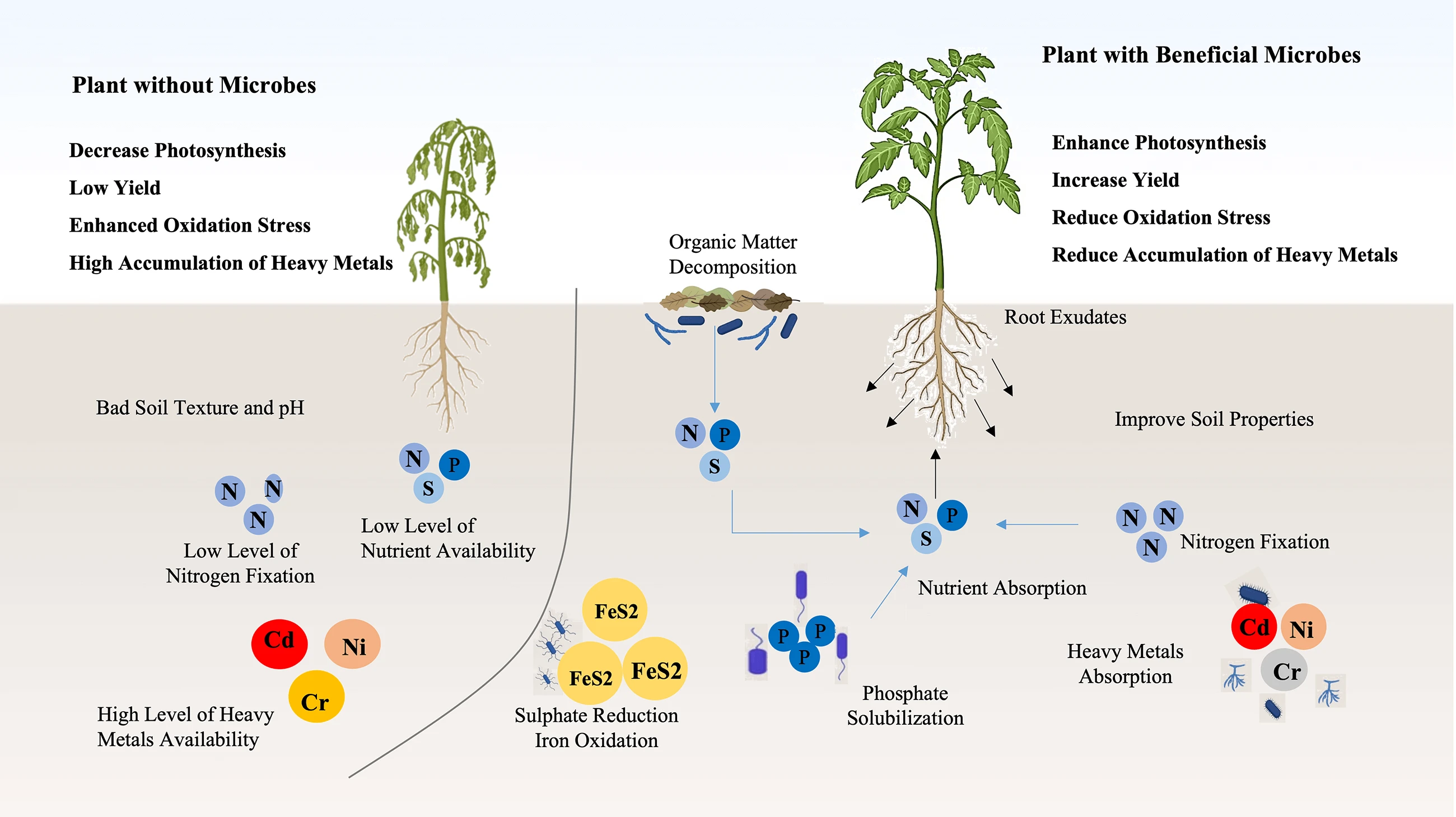 Microbial Strategies for Enhancing Nickel Nanoparticle Detoxification in Plants to Mitigate Heavy Metal Stress