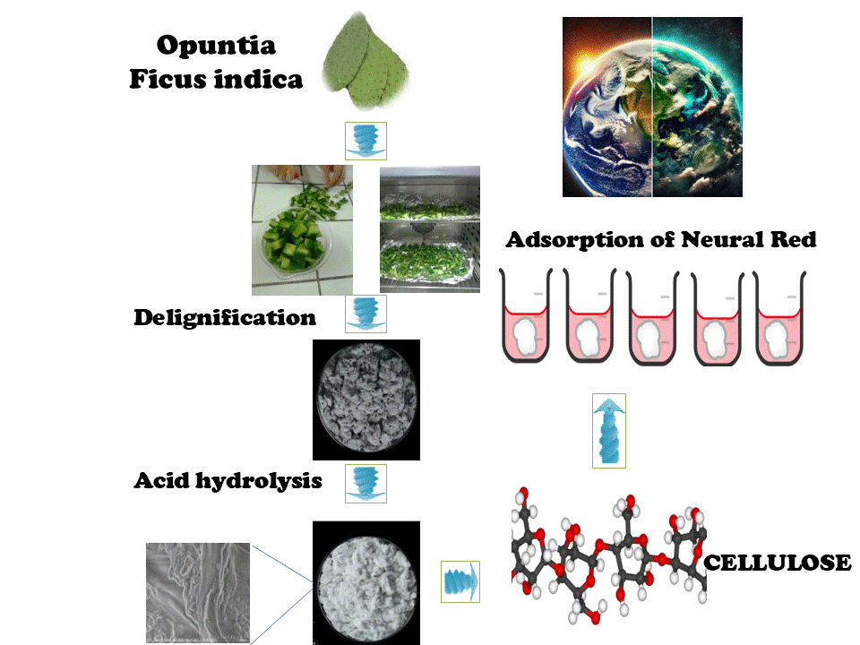 An Investigation into the Cationic Dye Adsorption Capacity of Prickly Pear Cactus-Derived Cellulose