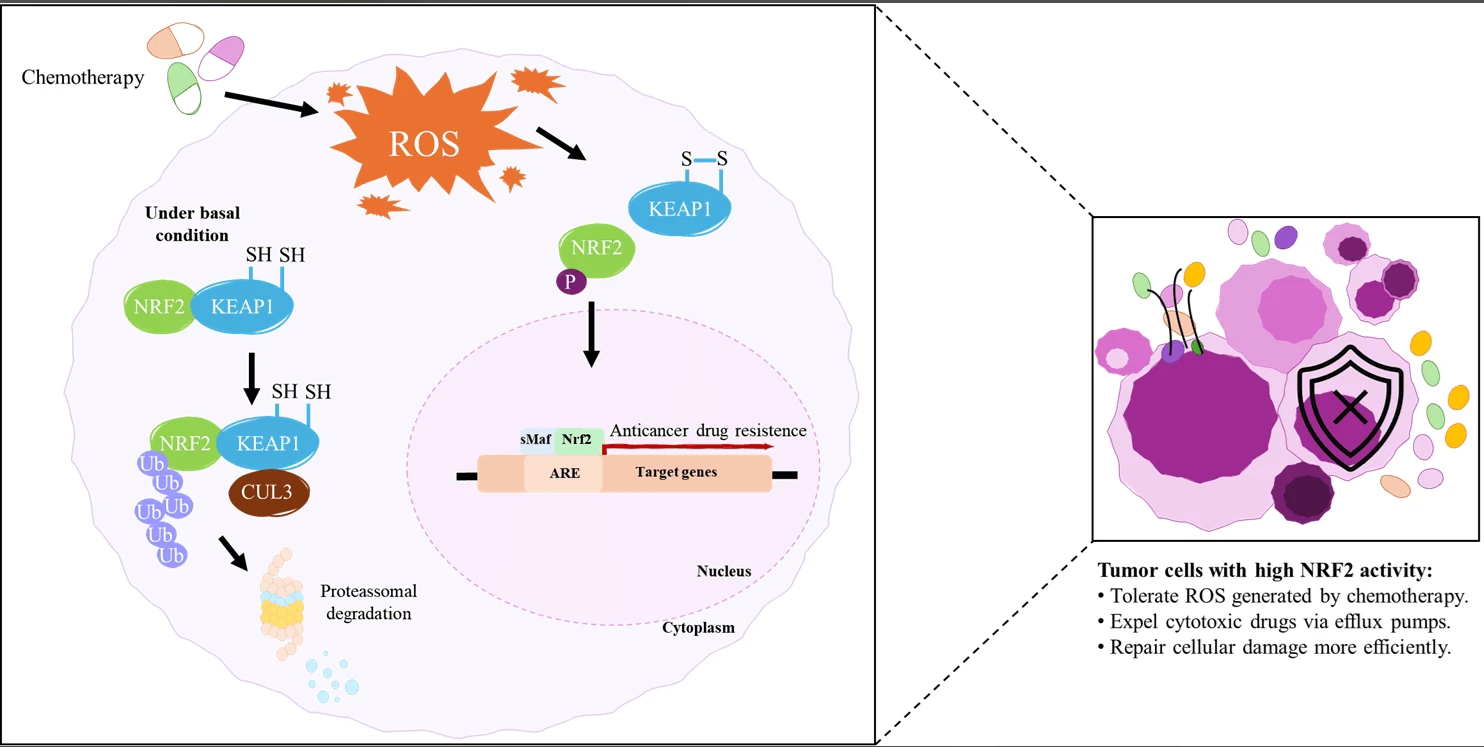 The impact of oxidative stress and the NRF2-KEAP1-ARE signaling pathway on anticancer drug resistance