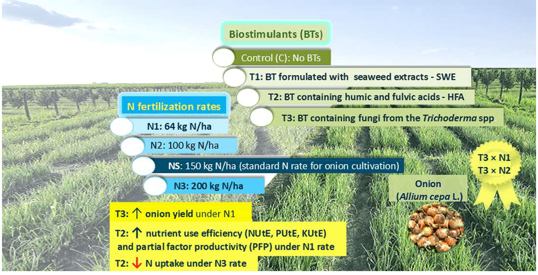 Optimizing Nitrogen Rate and Biostimulant Application to Improve Onion (<i>Allium cepa</i> L.) Yield and Nutrient Use Efficiency