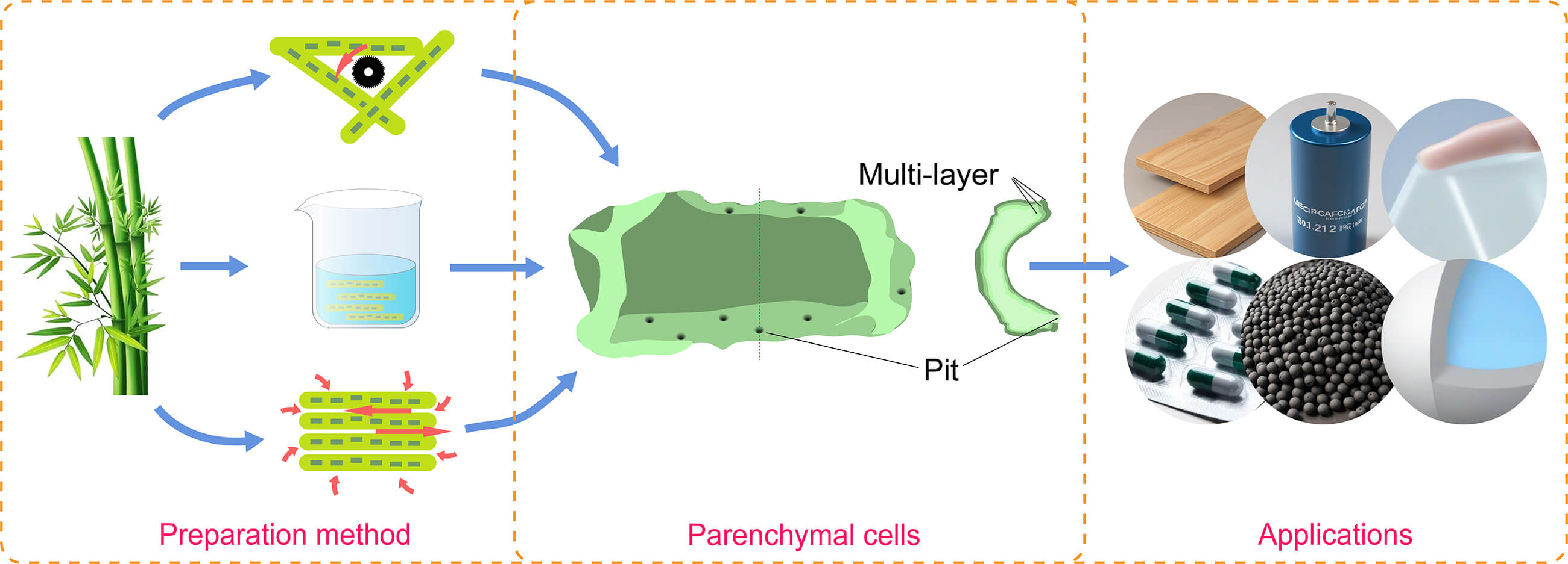 Bamboo Parenchymal Cells: An Untapped Bio-Based Resource for Sustainable Material