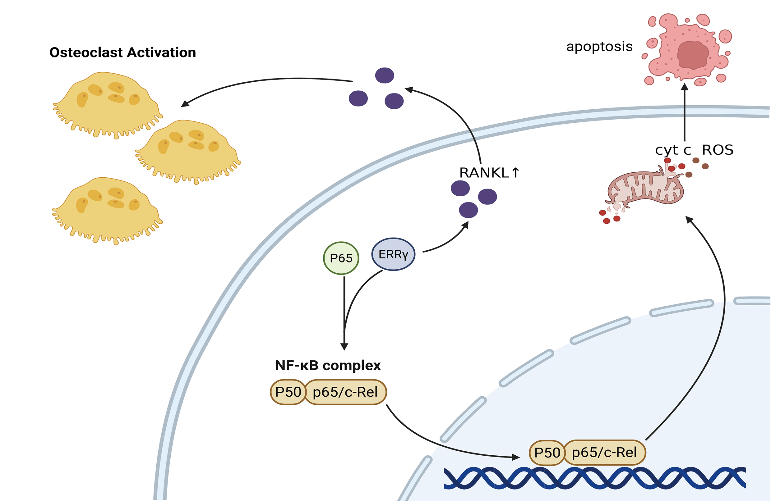 ERRγ Promotes Multiple Myeloma Survival by Coordinating NF-κB Signaling and Mitochondrial Apoptosis Regulation