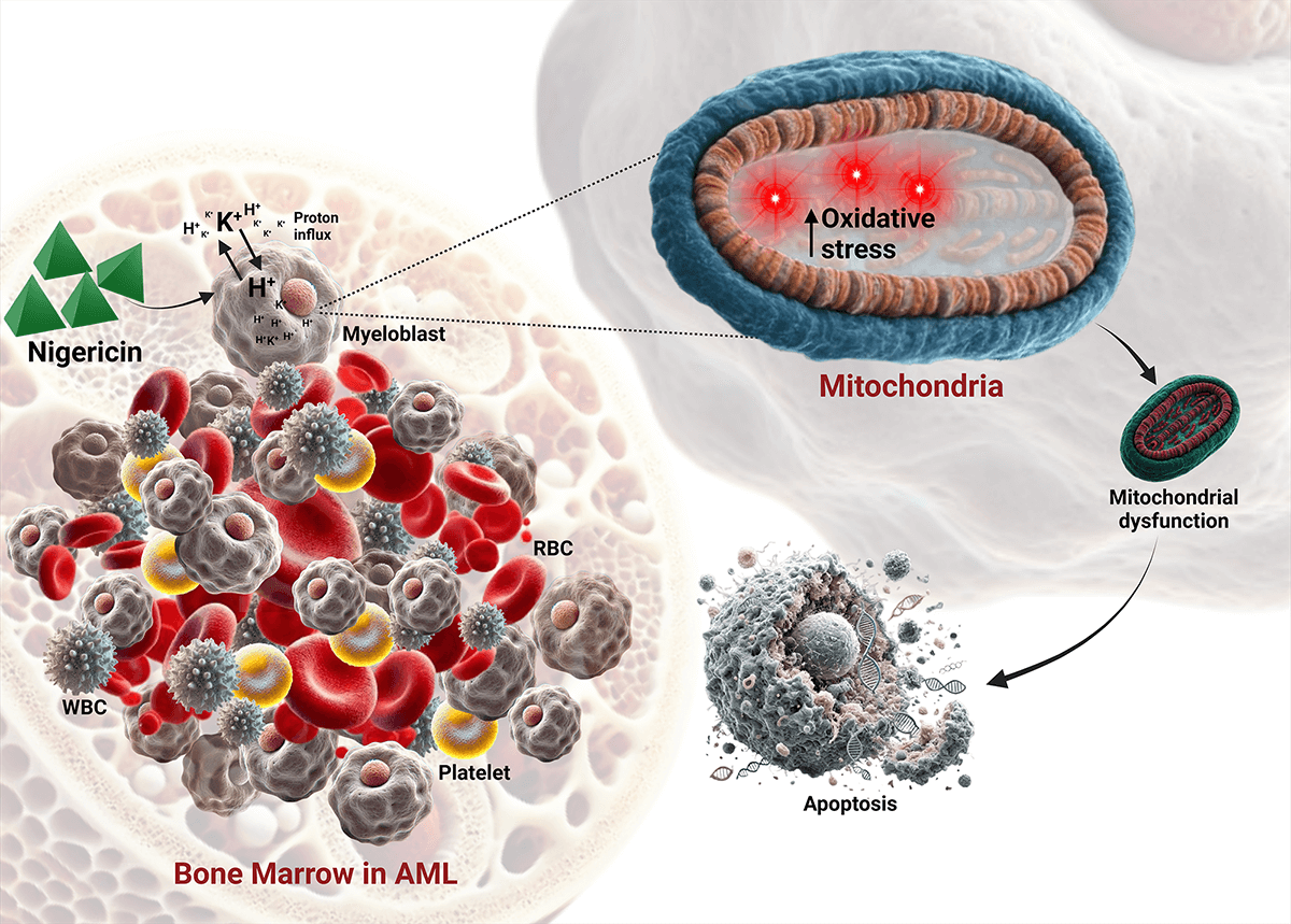 Nigericin-induced apoptosis in acute myeloid leukemia via mitochondrial dysfunction and oxidative stress