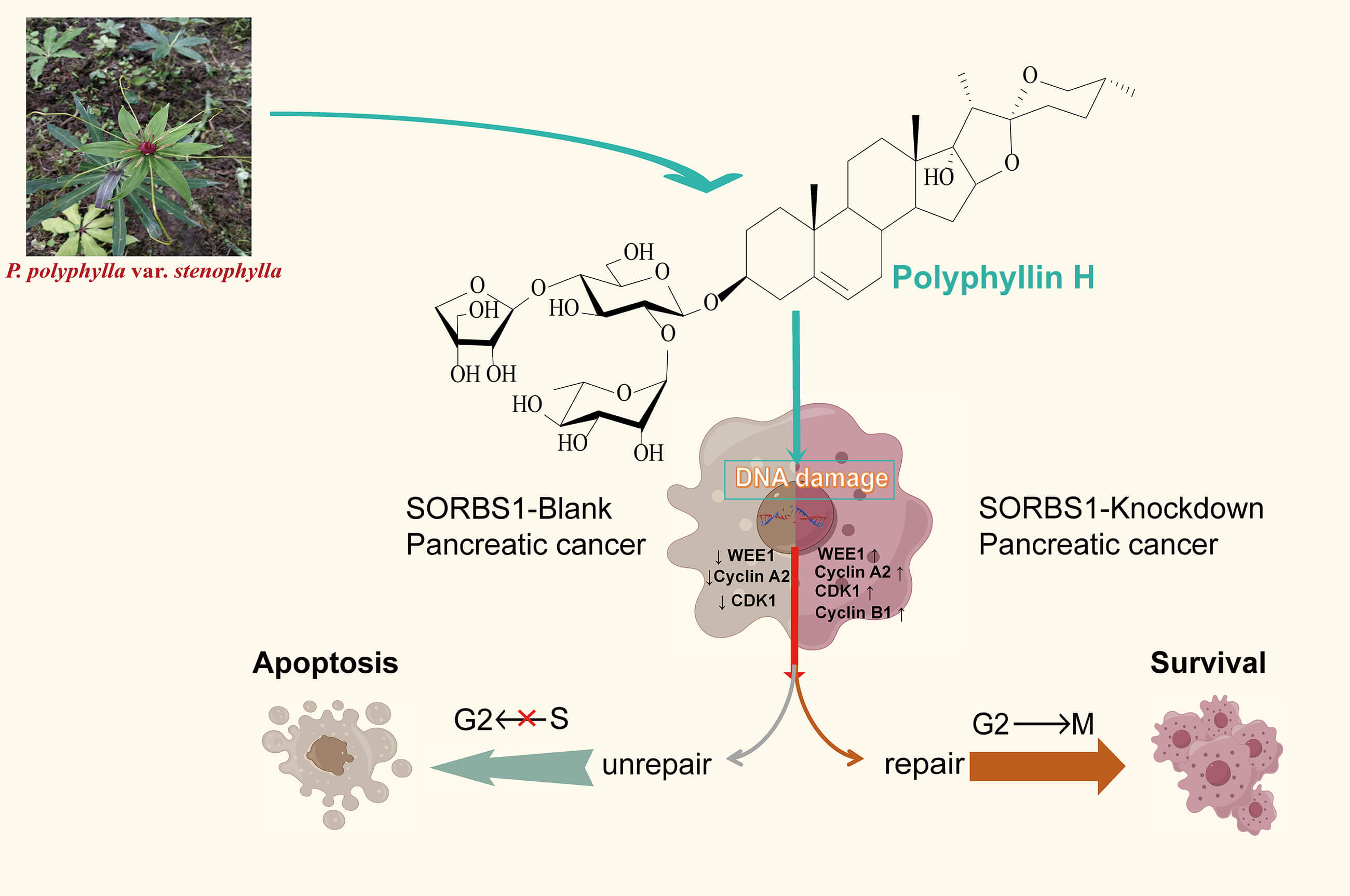 SORBS1 Knockdown Resists S/G2 Arrest and Apoptosis Caused by Polyphyllin H-Induced DNA Damage in Pancreatic Cancer