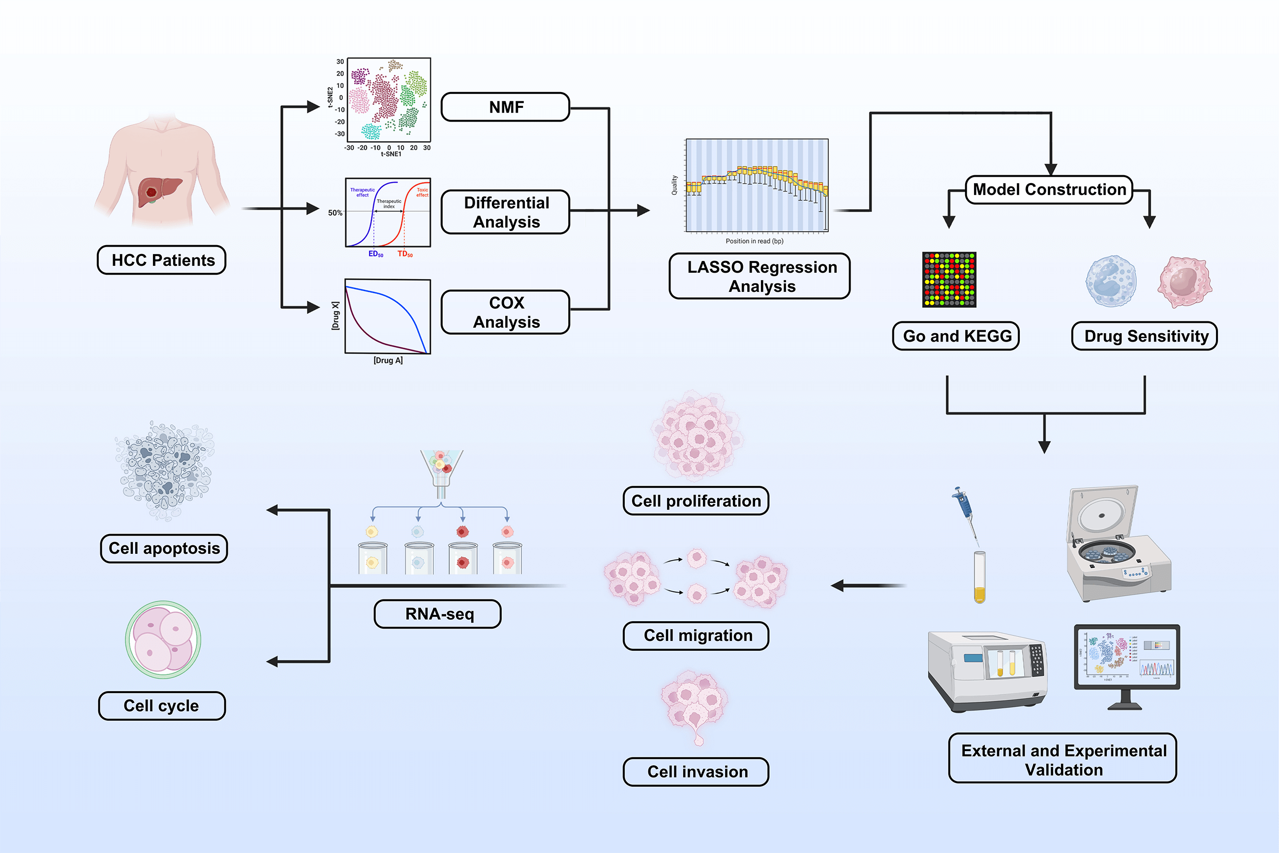 NLR Risk Score for Predicting Patient Prognosis in Hepatocellular Carcinoma and Identification of Oncogenic Role of NLRP5 in Hepatocellular Carcinoma