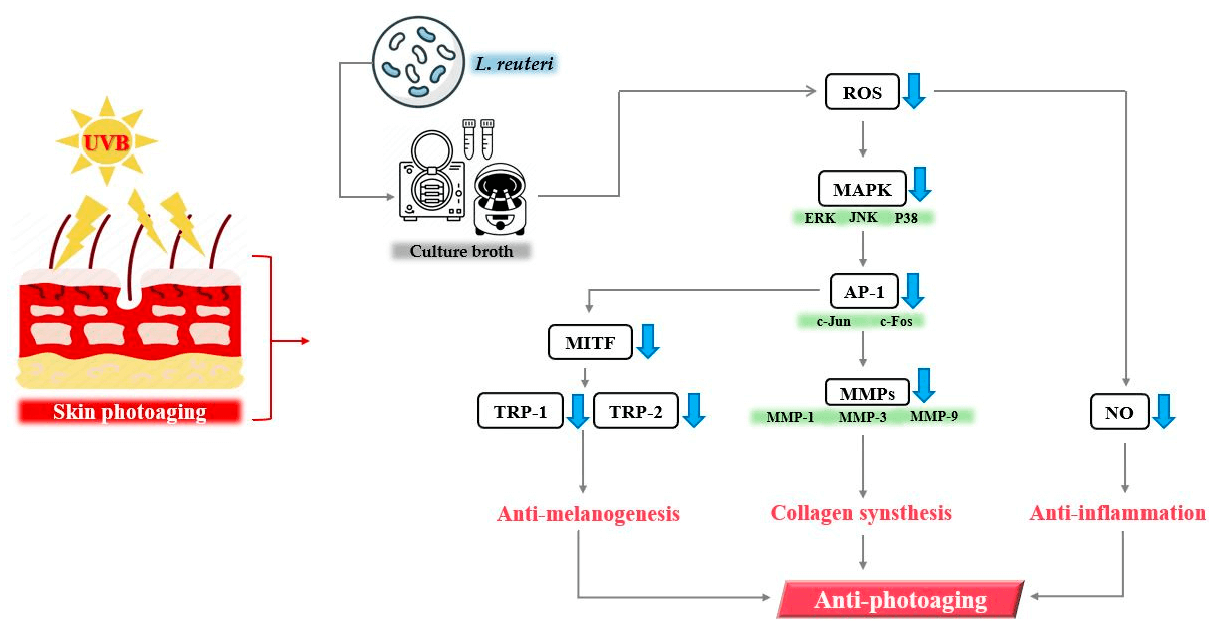Anti-Photoaging Activities of <i>Limosilactobacillus reuteri</i> Culture Broth