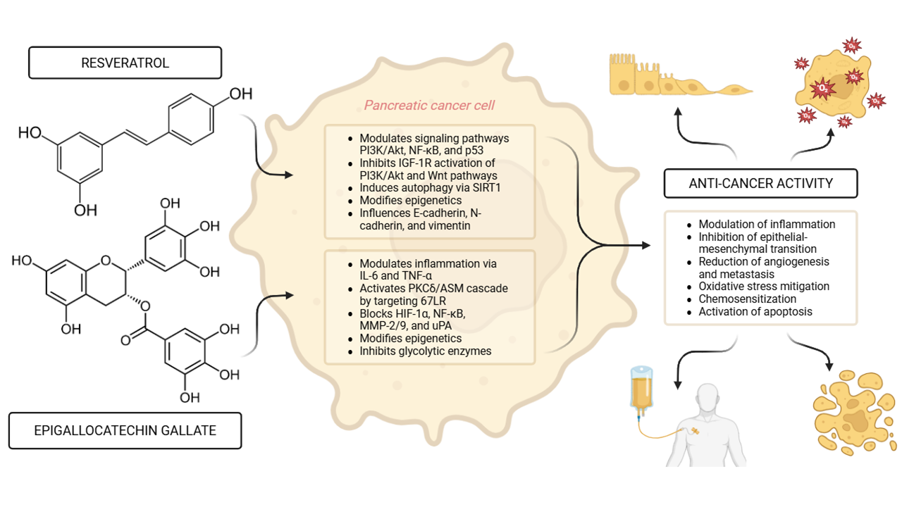Polyphenols in Pancreatic Cancer Management: Exploring the Roles and Mechanisms of Resveratrol and Epigallocatechin