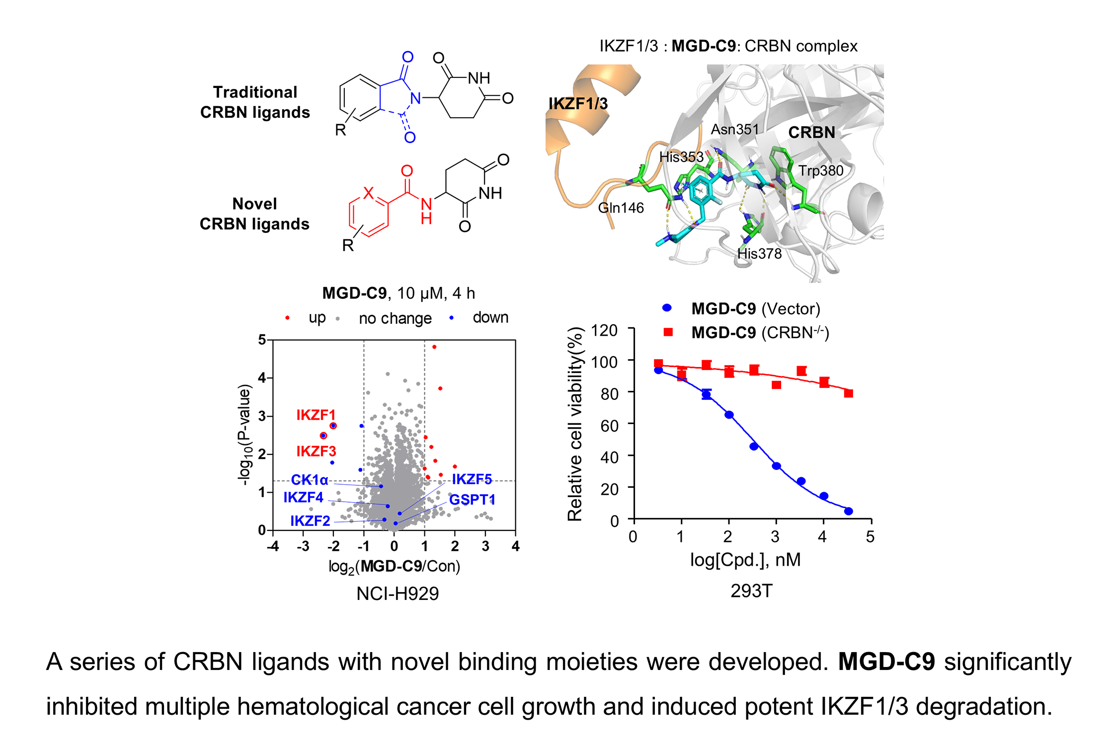 Discovery and Characterization of Novel IKZF1/3 Glue Degraders against Multiple Hematological Cancer Cell Lines