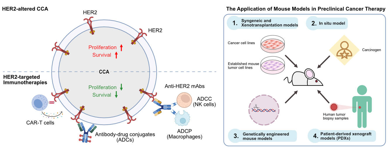 Emerging HER2 Targeting Immunotherapy for Cholangiocarcinoma