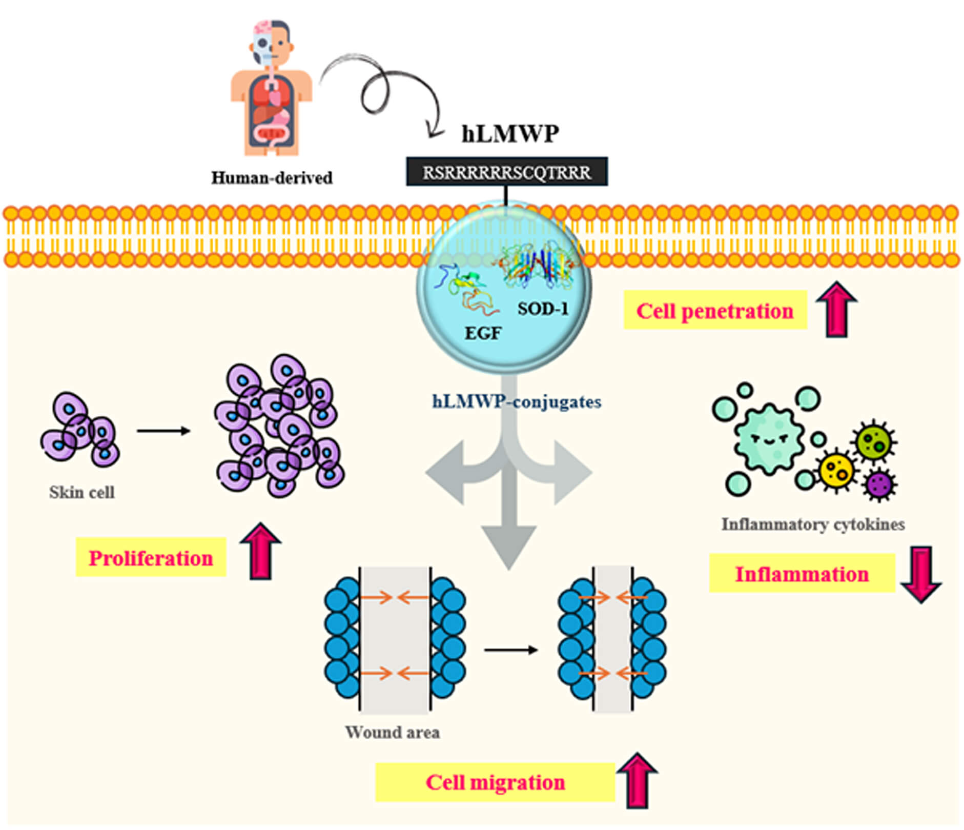 Human-Derived Low-Molecular-Weight Protamine (hLMWP) Conjugates Enhance Skin Cell Penetration and Physiological Activity