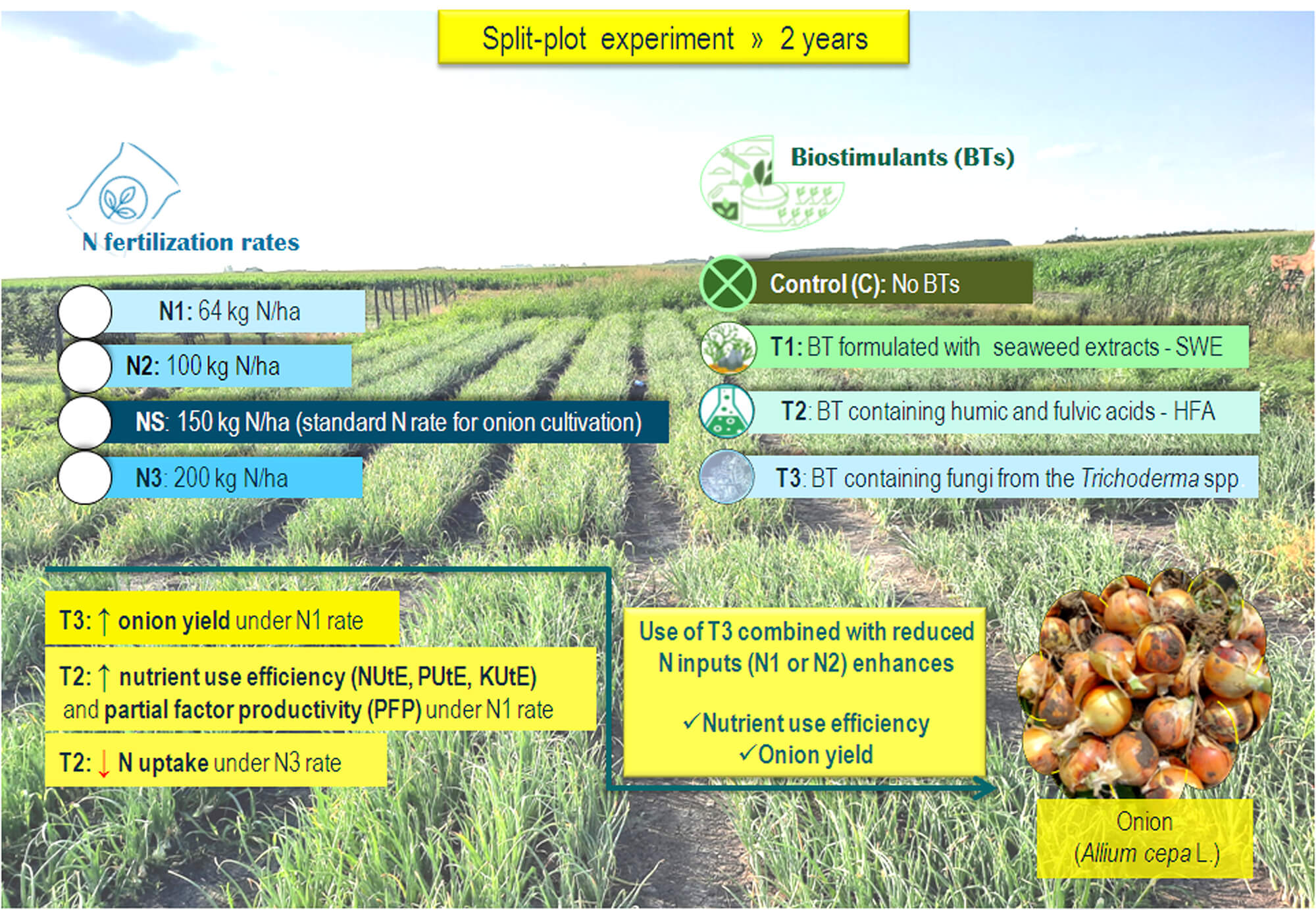 Optimizing Nitrogen Rate and Biostimulant Application to Improve Onion (<i>Allium cepa</i> L.) Yield and Nutrient Use Efficiency