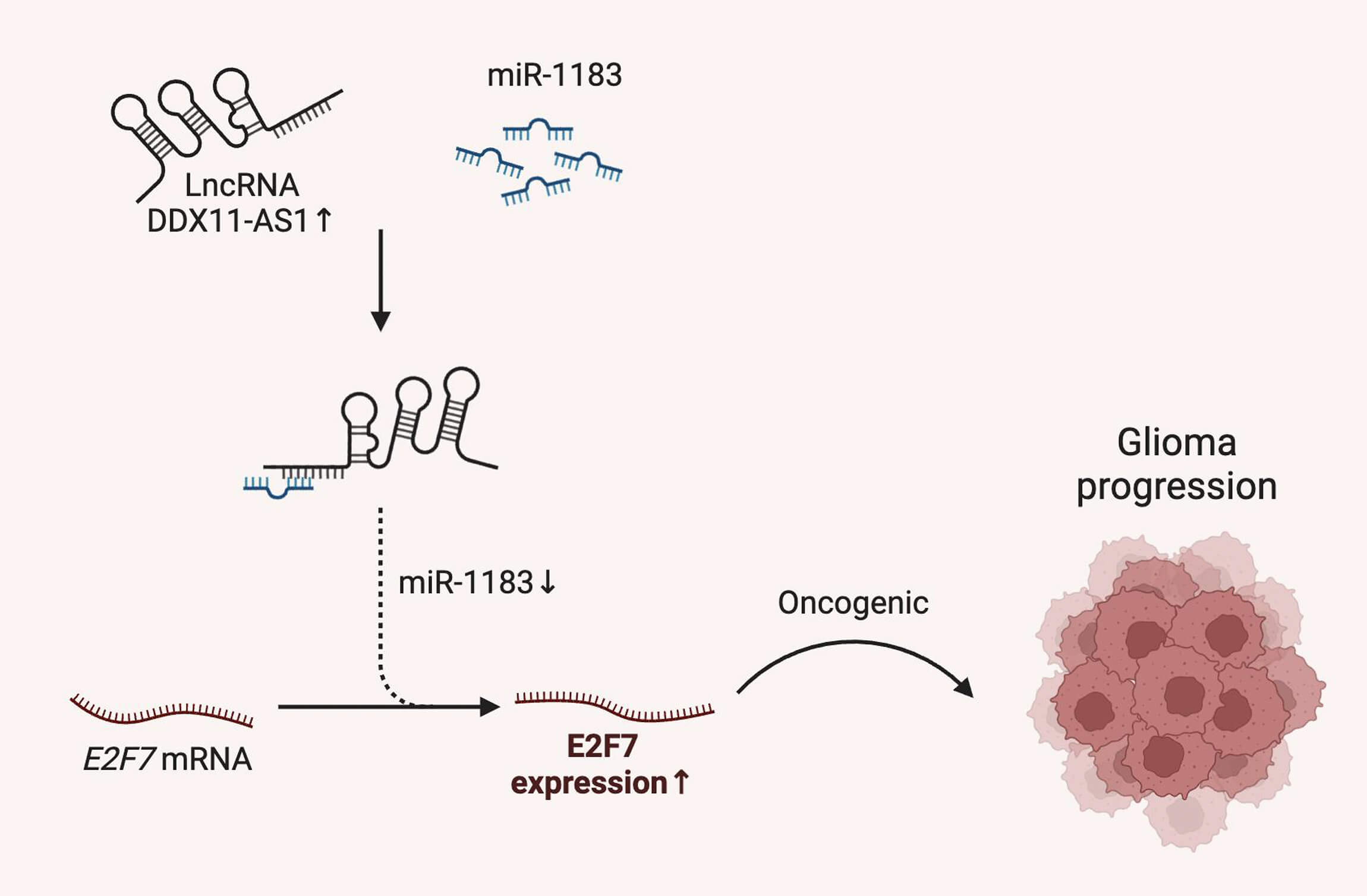 Competitive Sequestration of miR-1183 by lncRNA DDX11-AS1 Drives Gliomagenesis through E2F7 Activation