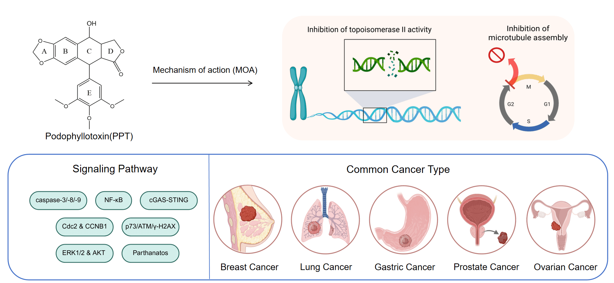 Multi-Target Biological Activities of Podophyllotoxin-Derived Natural Products