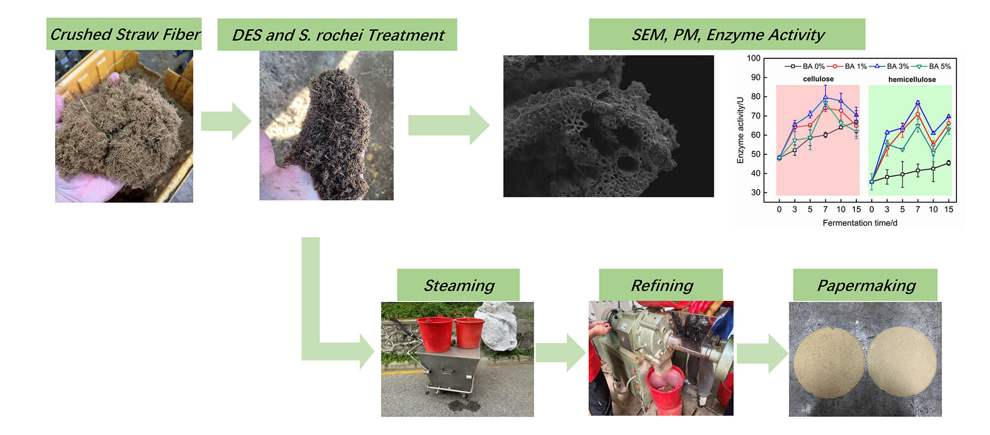 Enhancing Rice Straw Fibers for Pulp Films Using DES and <i>Streptomyces rochei</i> Synergy