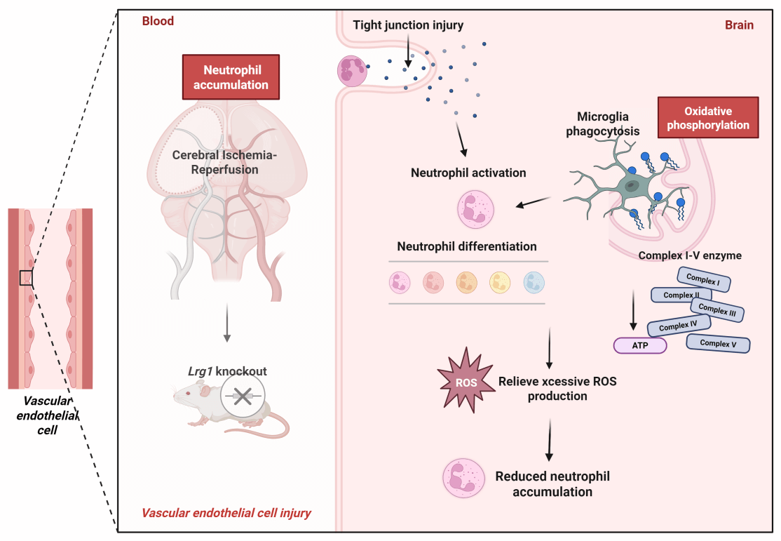 ScRNA-seq and Experimental Analyses Unveil Lrg1 Regulating the Oxidative Phosphorylation Pathway to Affect Neutrophil Accumulation after Cerebral Ischemia-Reperfusion