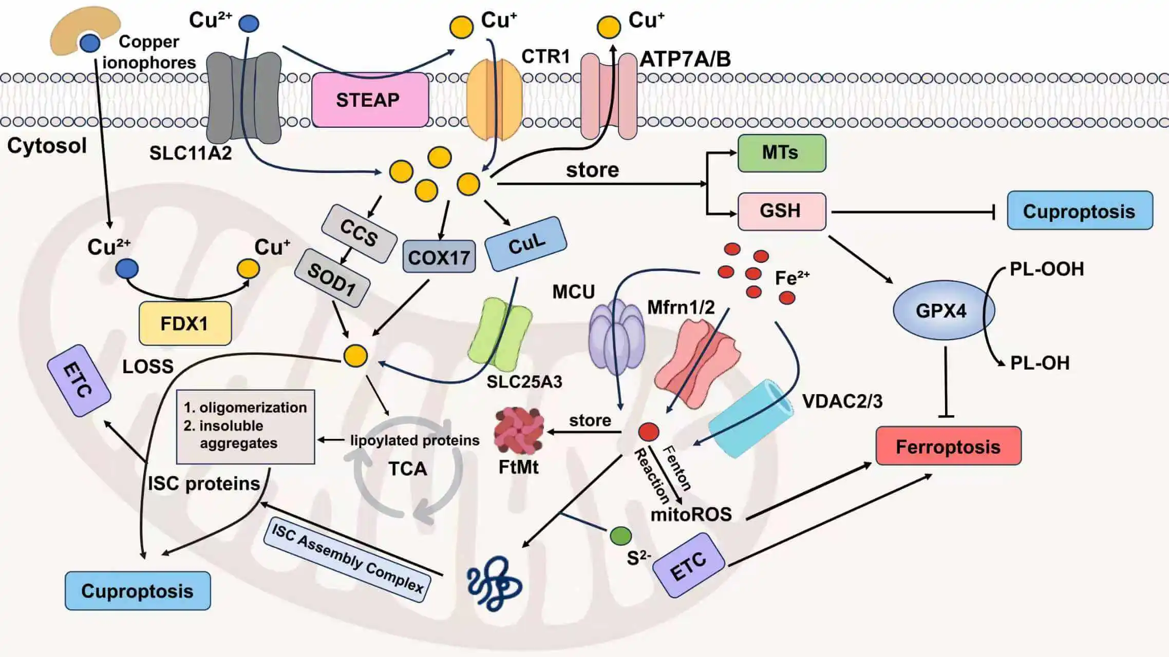 Ferroptosis: Mechanisms, Comparison with Cuproptosis and Emerging Horizons in Therapeutics