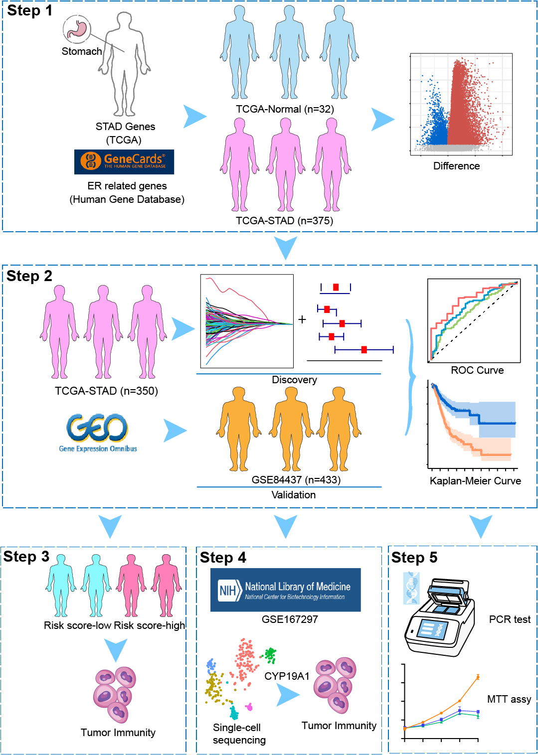 CYP19A1 Silencing Inhibits Cell Proliferation and Endoplasmic Reticulum Stress in Stomach Adenocarcinoma