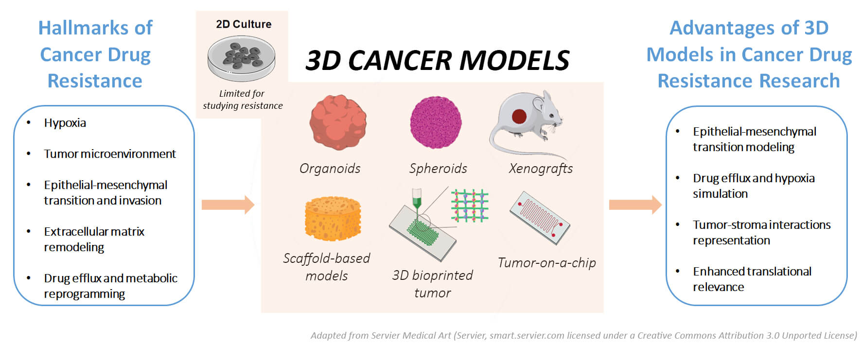 Cancer 3D Models: Essential Tools for Understanding and Overcoming Drug Resistance