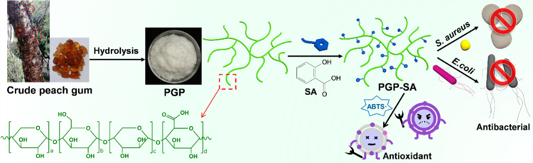 Facile Preparation of Robust Peach Gum Polysaccharide with Remarkably Enhanced Antibacterial and Antioxidant Performance