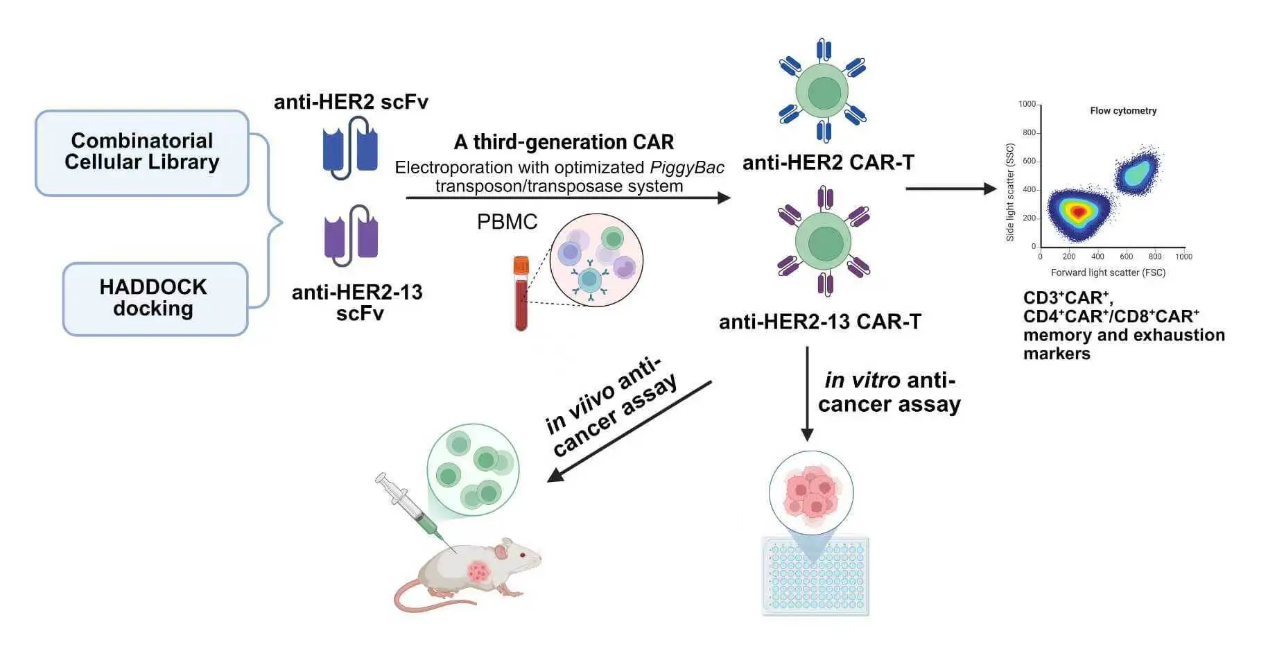 Investigation on the Anti-Cancer Effects of HER2-Targeted CAR-T Cells Engineered Using the <i>PiggyBac</i> Transposon System