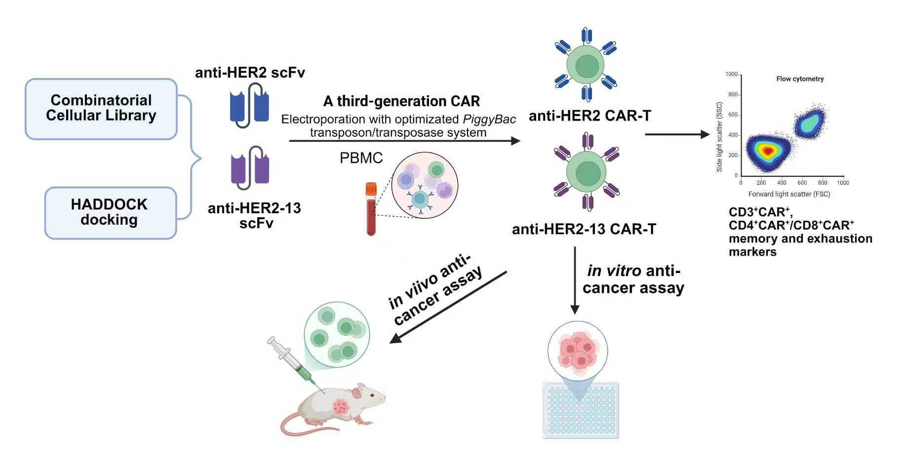 Investigation on the Anti-Cancer Effects of HER2-Targeted CAR-T Cells Engineered Using the <i>PiggyBac</i> Transposon System