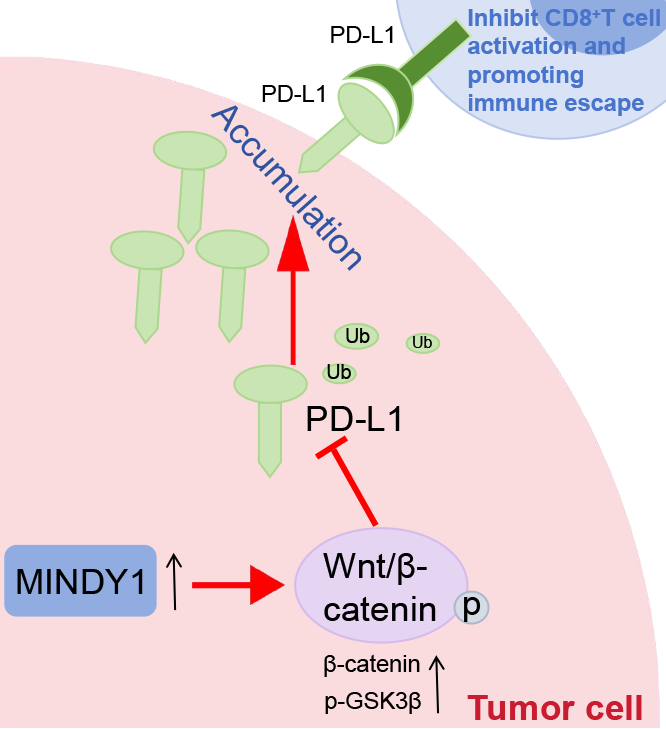 MINDY1 Induces PD-L1 Deubiquitination to Promote Immune Escape in Hepatocellular Carcinoma by the Wnt/β-Catenin Pathway