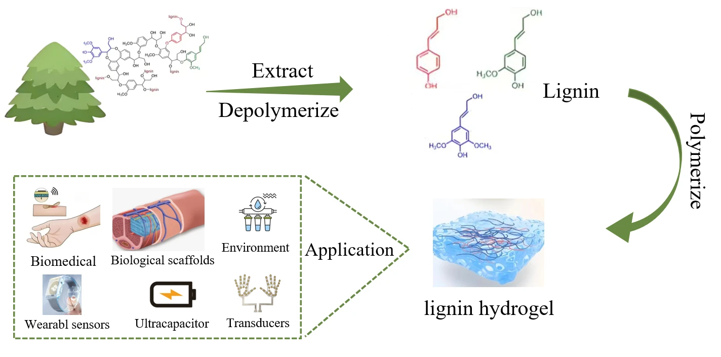 Advances in the Construction and Application of Lignin-Based Hydrogels