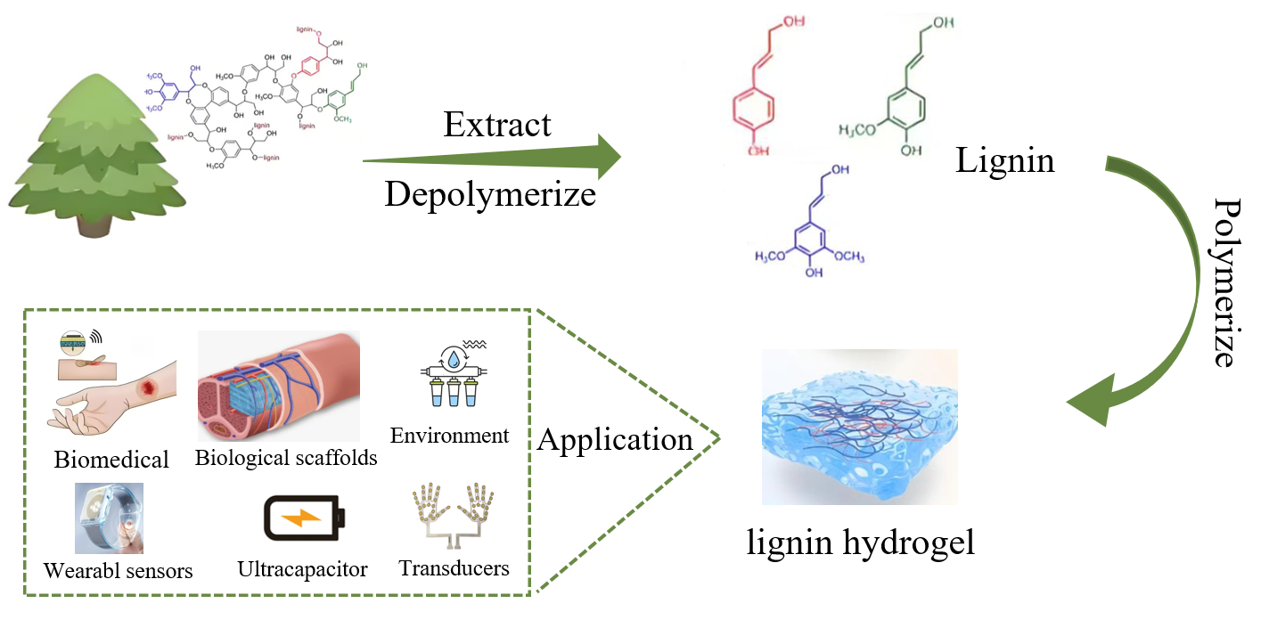 Advances in the Construction and Application of Lignin-Based Hydrogels