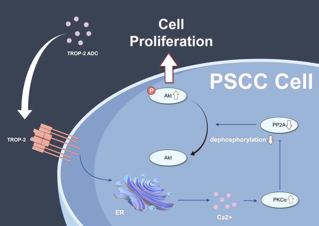 TROP-2 Promotes Cell Proliferation via the AKT-Mediated PKC<b>α</b> Pathway and Is a Novel Target for Antibody-Drug Conjugates in Penile Carcinoma