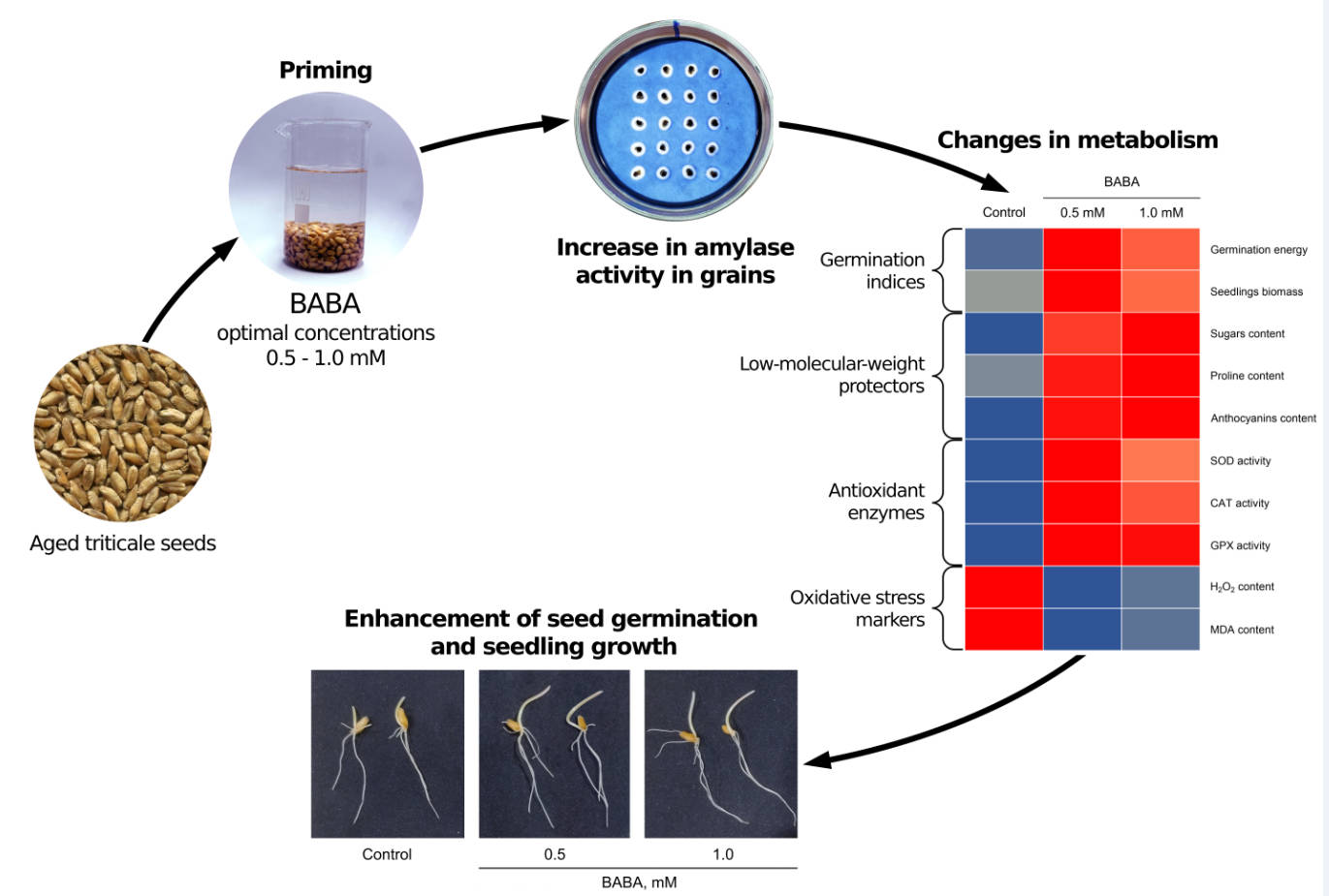 <b>β</b>-Aminobutyric Acid Promotes Germination of Aged Triticale Seeds and Alleviates Oxidative Stress
