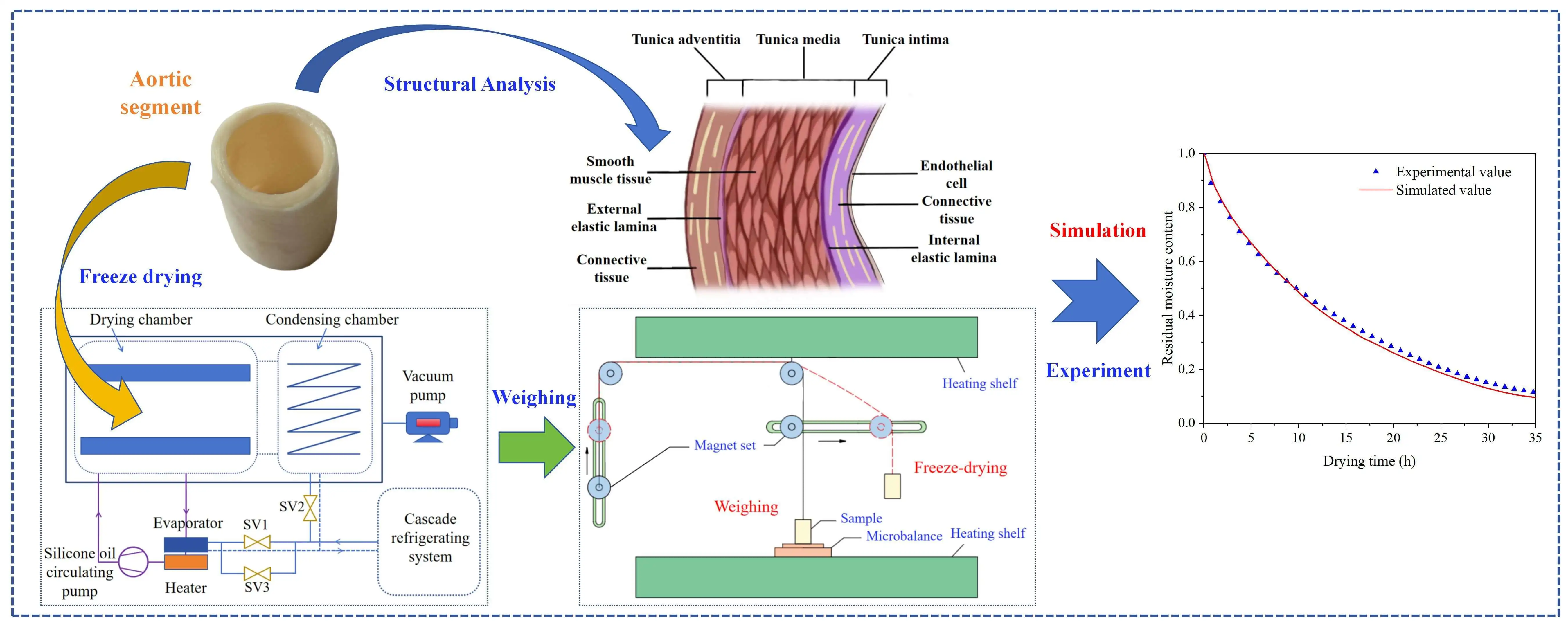Modeling and Experimental Research of Heat and Mass Transfer during the Freeze-Drying of Porcine Aorta Considering Radially-Layered Tissue Properties