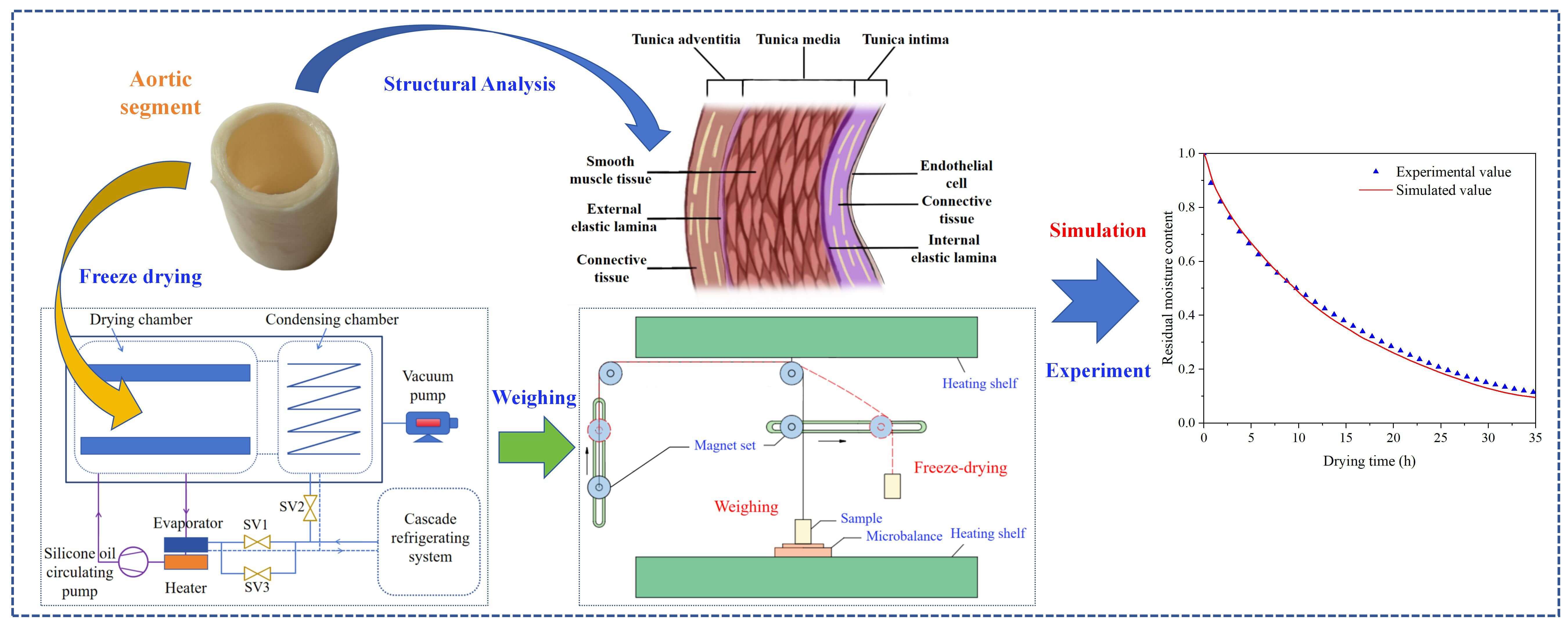 Modeling and Experimental Research of Heat and Mass Transfer during the Freeze-Drying of Porcine Aorta Considering Radially-Layered Tissue Properties