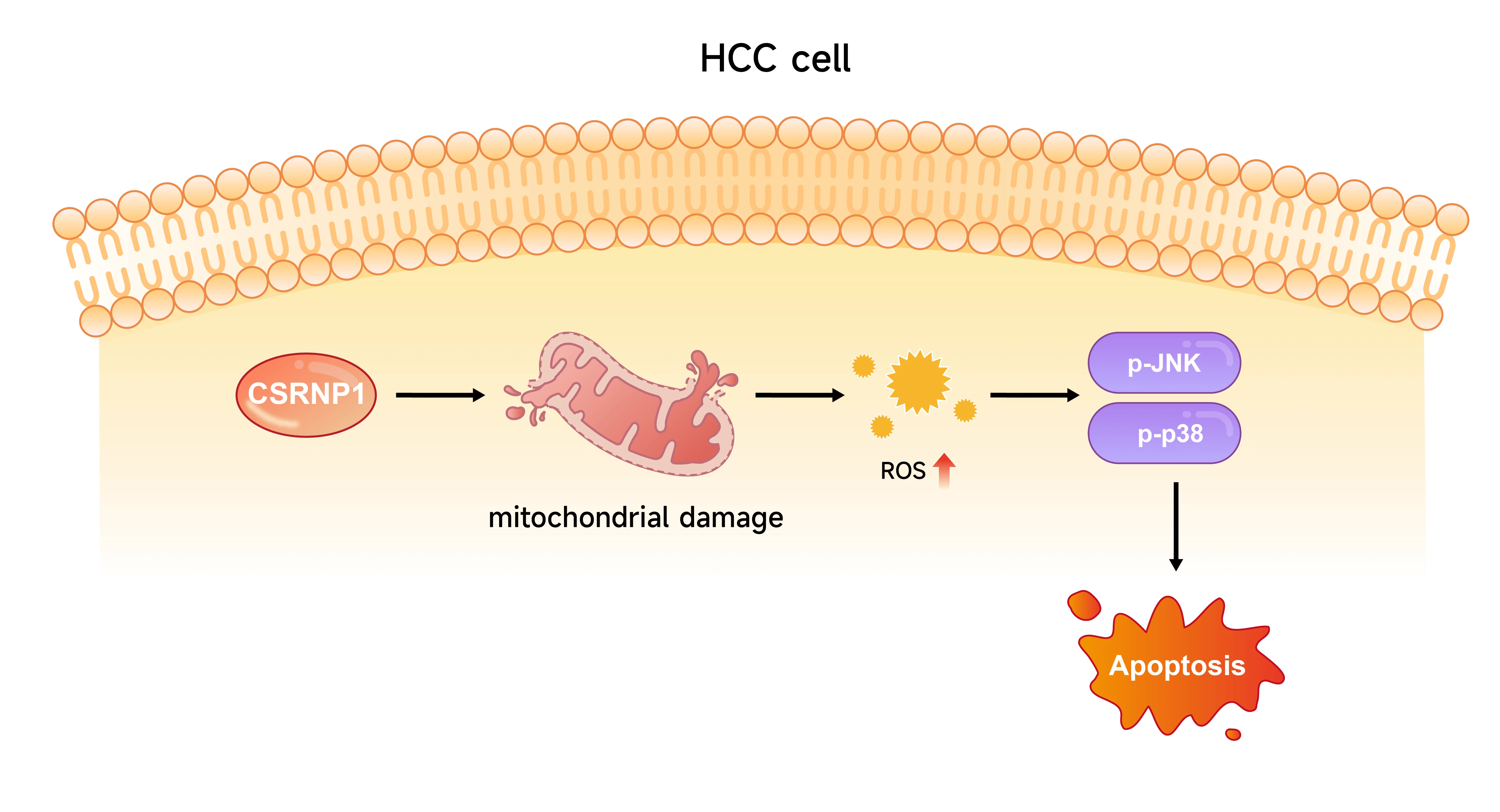 <i>CSRNP1</i> Promotes Apoptosis and Mitochondrial Dysfunction via ROS-Mediated JNK/p38 MAPK Pathway Activation in Hepatocellular Carcinoma