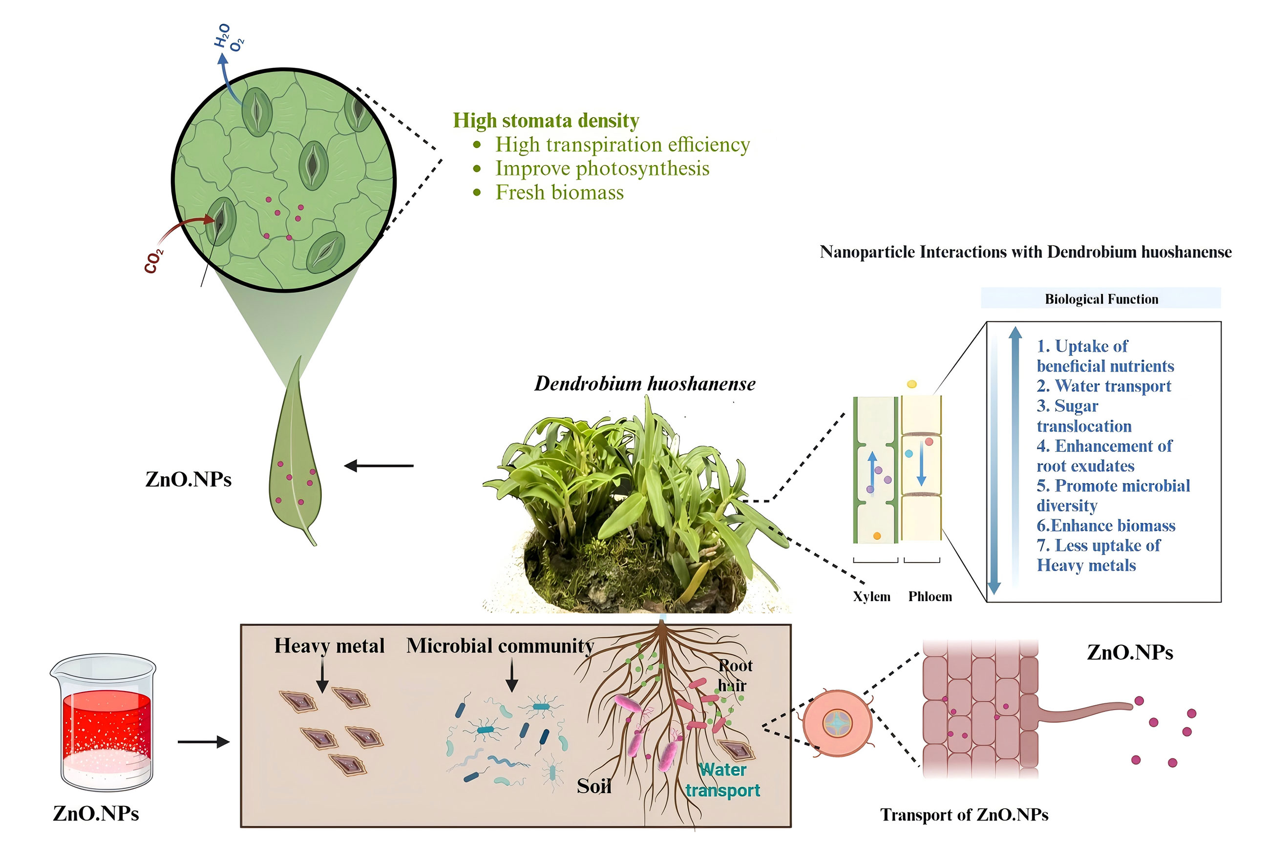 Zinc Oxide Nanoparticle Alleviates the Inhibition of <i>Dendrobium huoshanense</i> Photosynthesis by Cadmium through Enhancing Antioxidant Enzyme System