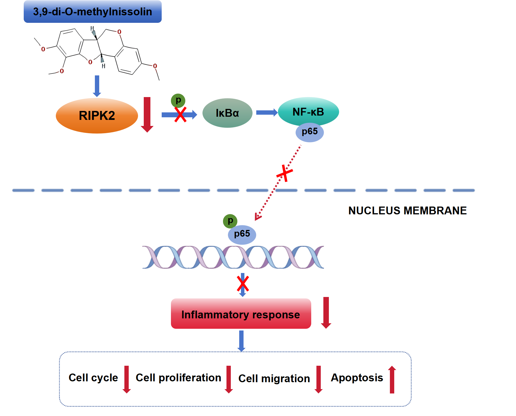 3,9-Di-O-Methylnissolin Inhibits Gastric Cancer Progression by the RIPK2-Mediated Suppression of the NF-κB Pathway