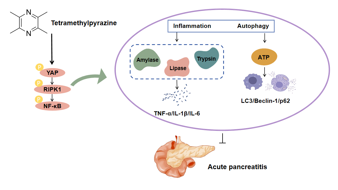 Tetramethylpyrazine Alleviates Pancreatitis Progression by Regulating Inflammation and Autophagy through the YAP-RIPK1-NF-<b>κ</b>B Axis