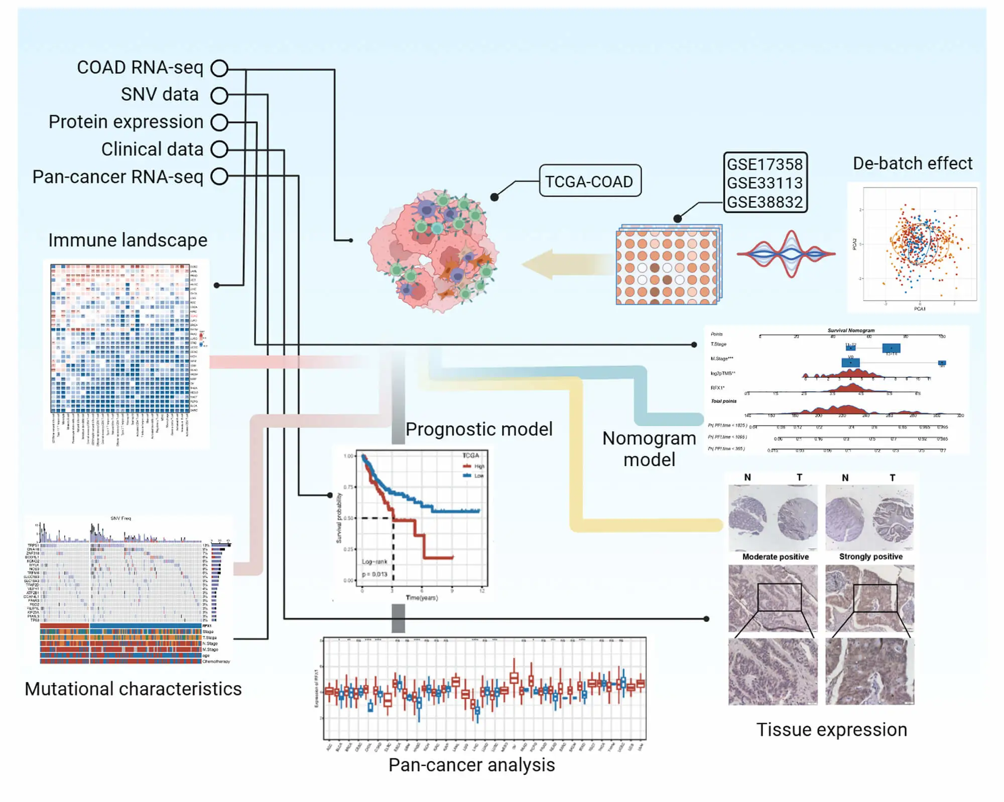 RFX1 Regulates Immune Microenvironment and Predicts Immunotherapy Response in Colon Cancer: A Multi-Omics and Clinical Analysis