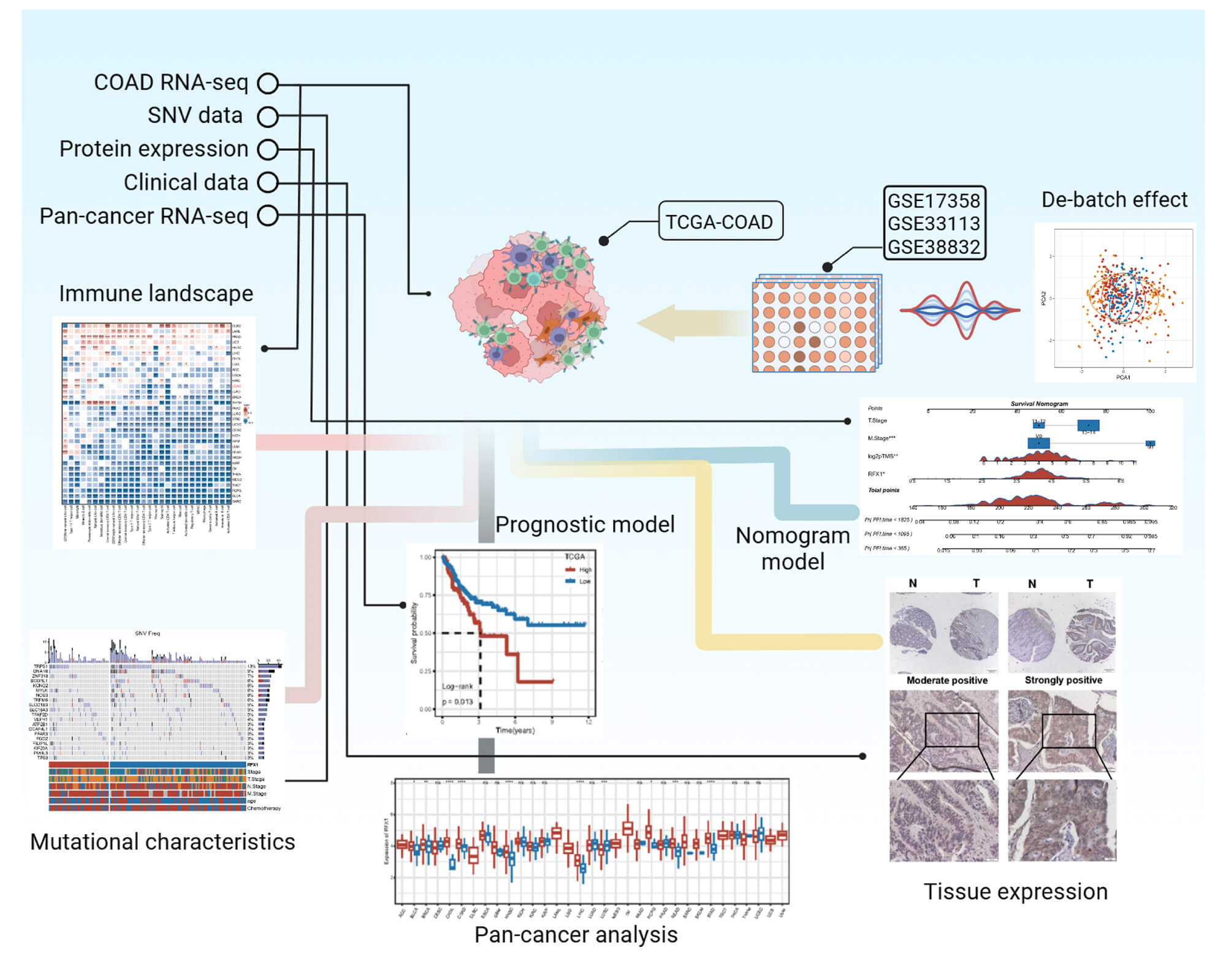 RFX1 Regulates Immune Microenvironment and Predicts Immunotherapy Response in Colon Cancer: A Multi-Omics and Clinical Analysis