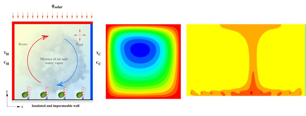 A Numerical Study of the Double Diffusivity with Convective and Radiative Turbulent Flow in a Greenhouse with Humidity Sources
