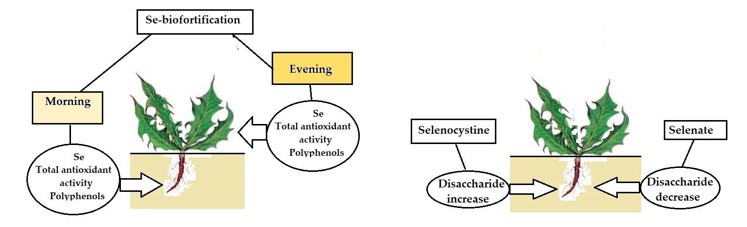 Effect of Supplementation Time and Selenium Chemical Form on the Efficiency of Dandelion Biofortification