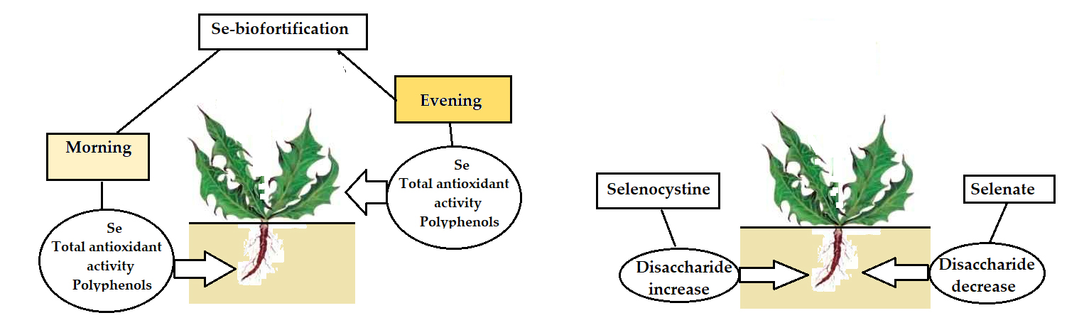 Effect of Supplementation Time and Selenium Chemical Form on the Efficiency of Dandelion Biofortification