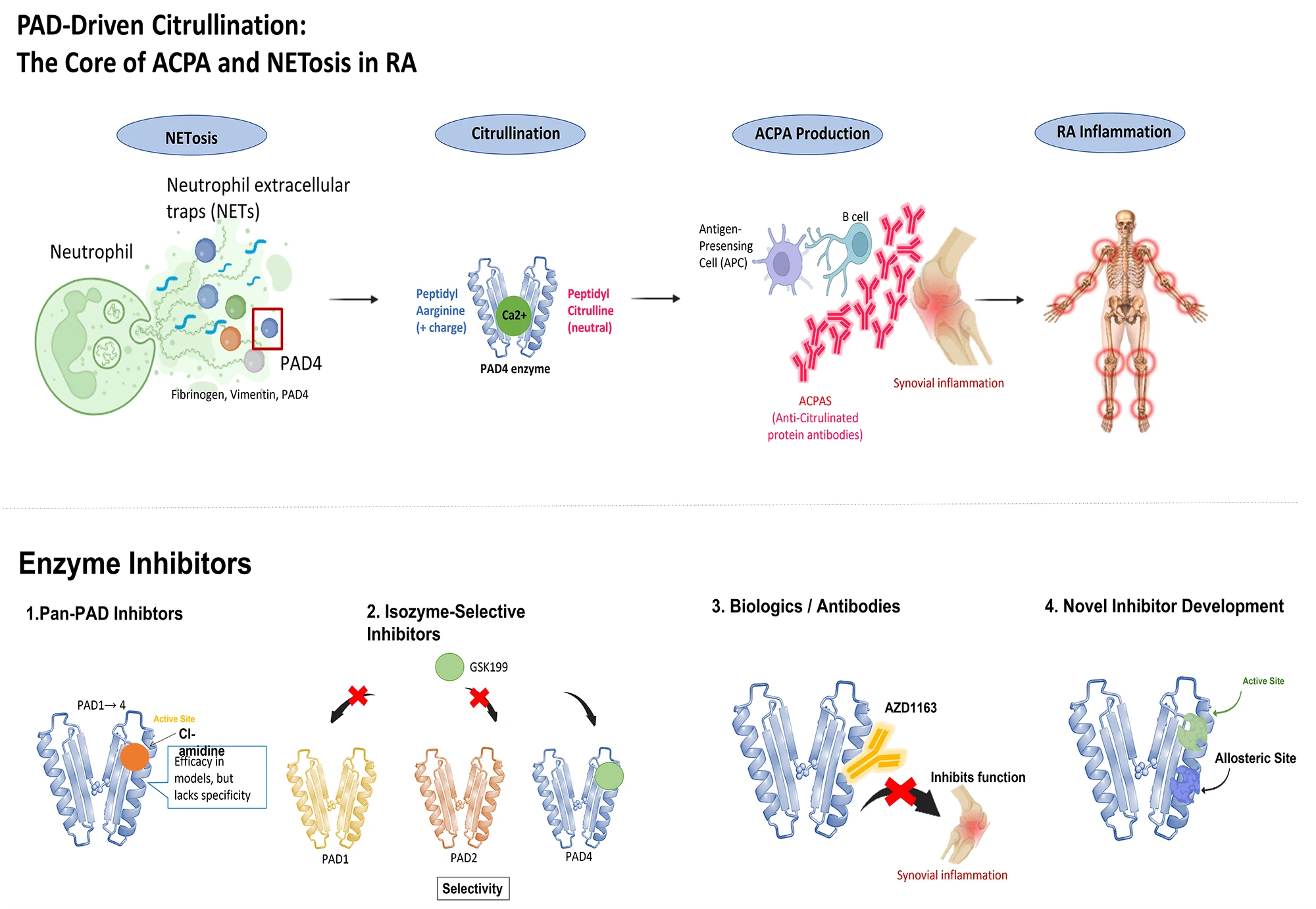 Targeting Protein Arginine Deiminases in Rheumatoid Arthritis: Pathophysiology and Therapeutic Progress