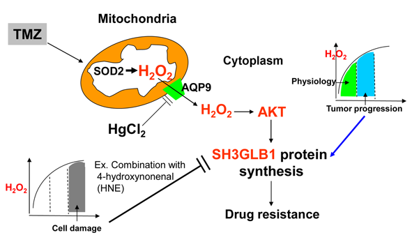 Revealing the Roles of the SH3GLB1-Hydrogen Peroxide Axis in Glioblastoma Multiforme Cells