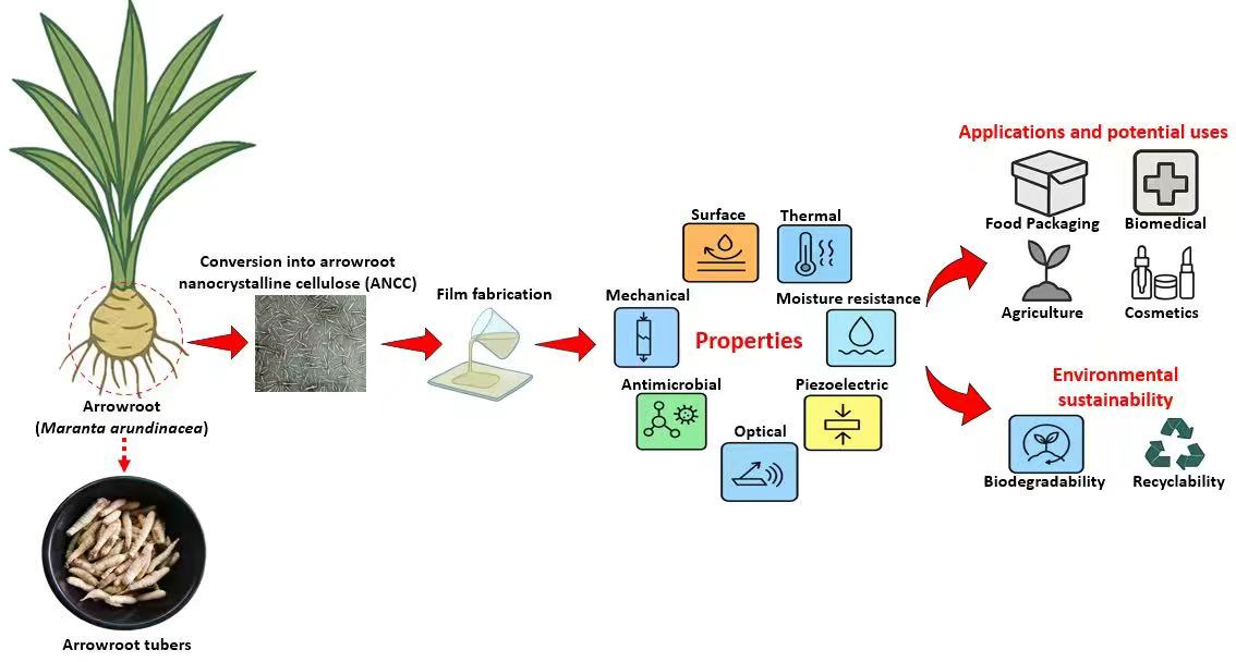 Arrowroot Based Nanocomposite Films: Properties, Applications, and Sustainability Prospects: A Review